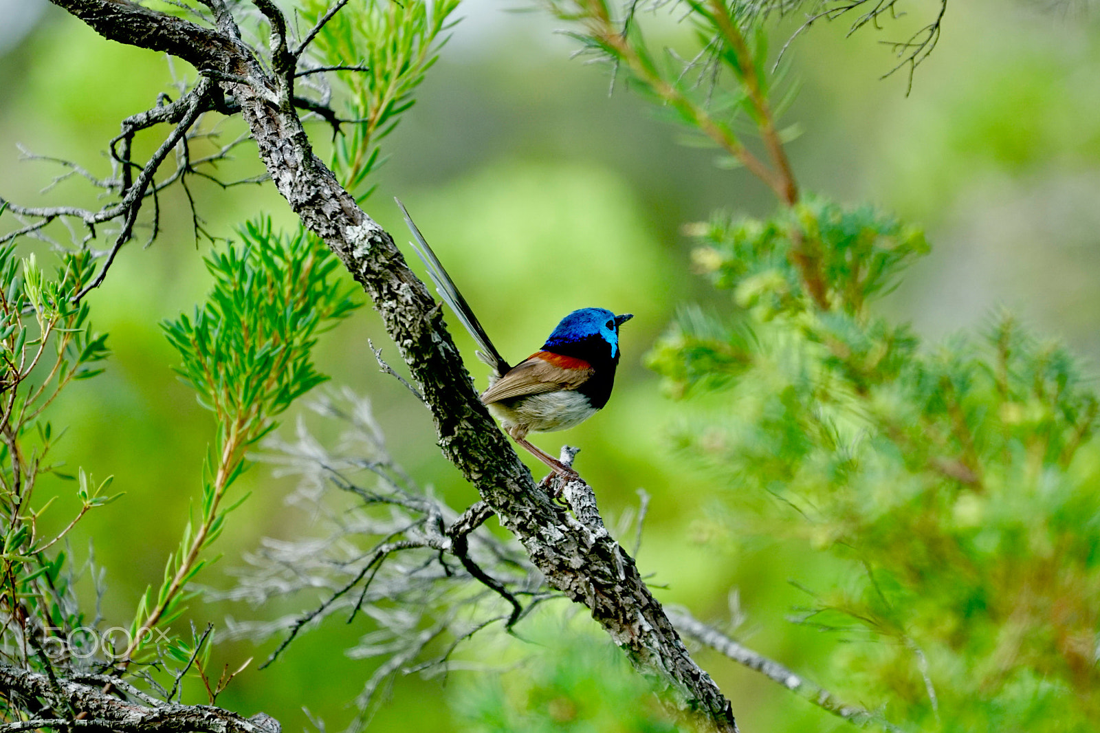 Sony FE 70-300mm F4.5-5.6 G OSS sample photo. Bush bird photography
