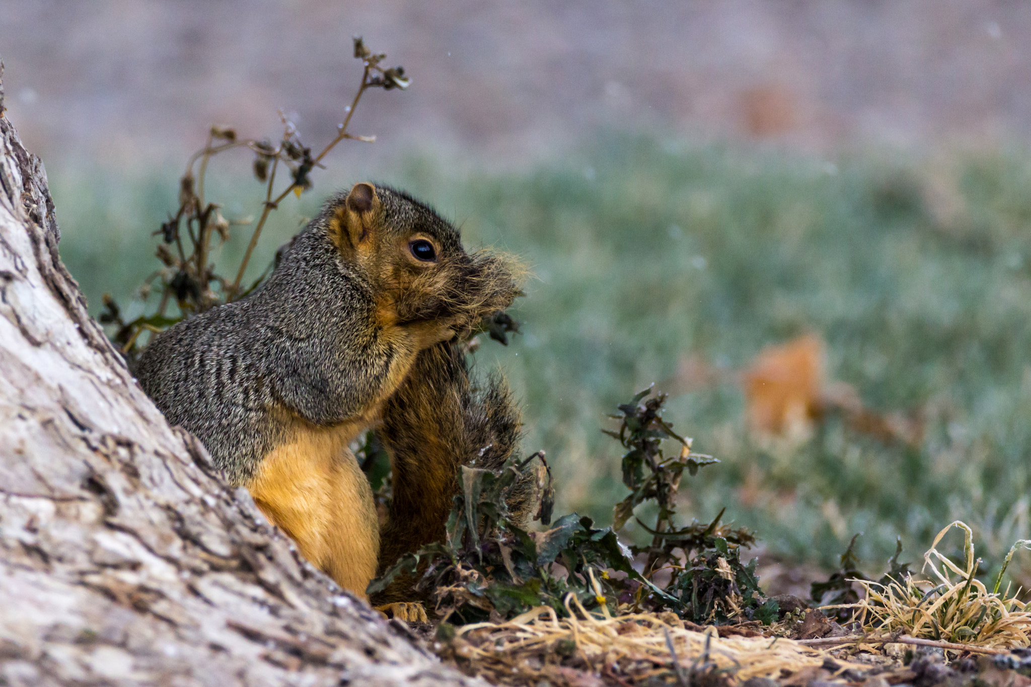 150-600mm F5-6.3 DG OS HSM | Contemporary 015 sample photo. Tail hug photography