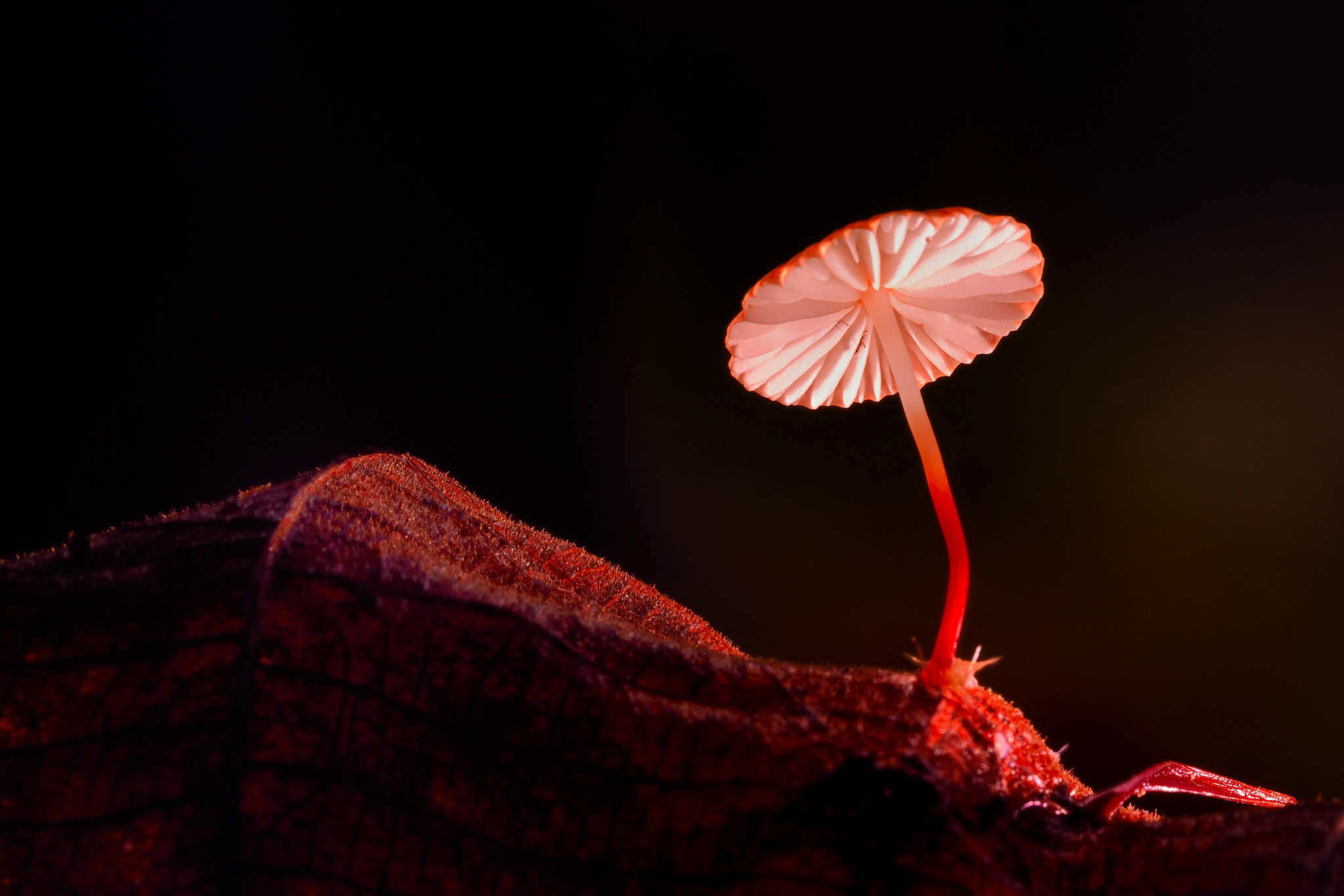 Sigma 150mm F2.8 EX DG Macro HSM sample photo. Mushroom photography