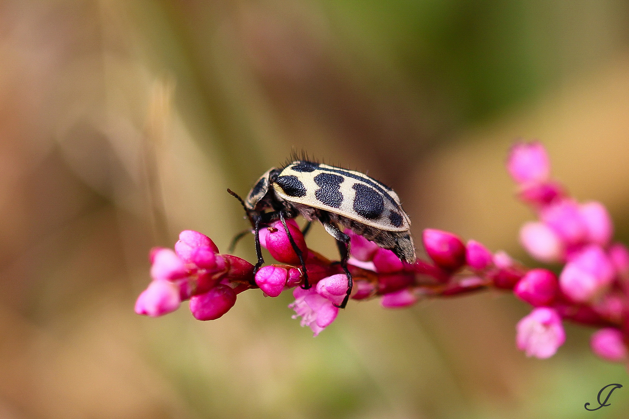 Sigma 105mm F2.8 EX DG OS HSM sample photo. Dottyone photography