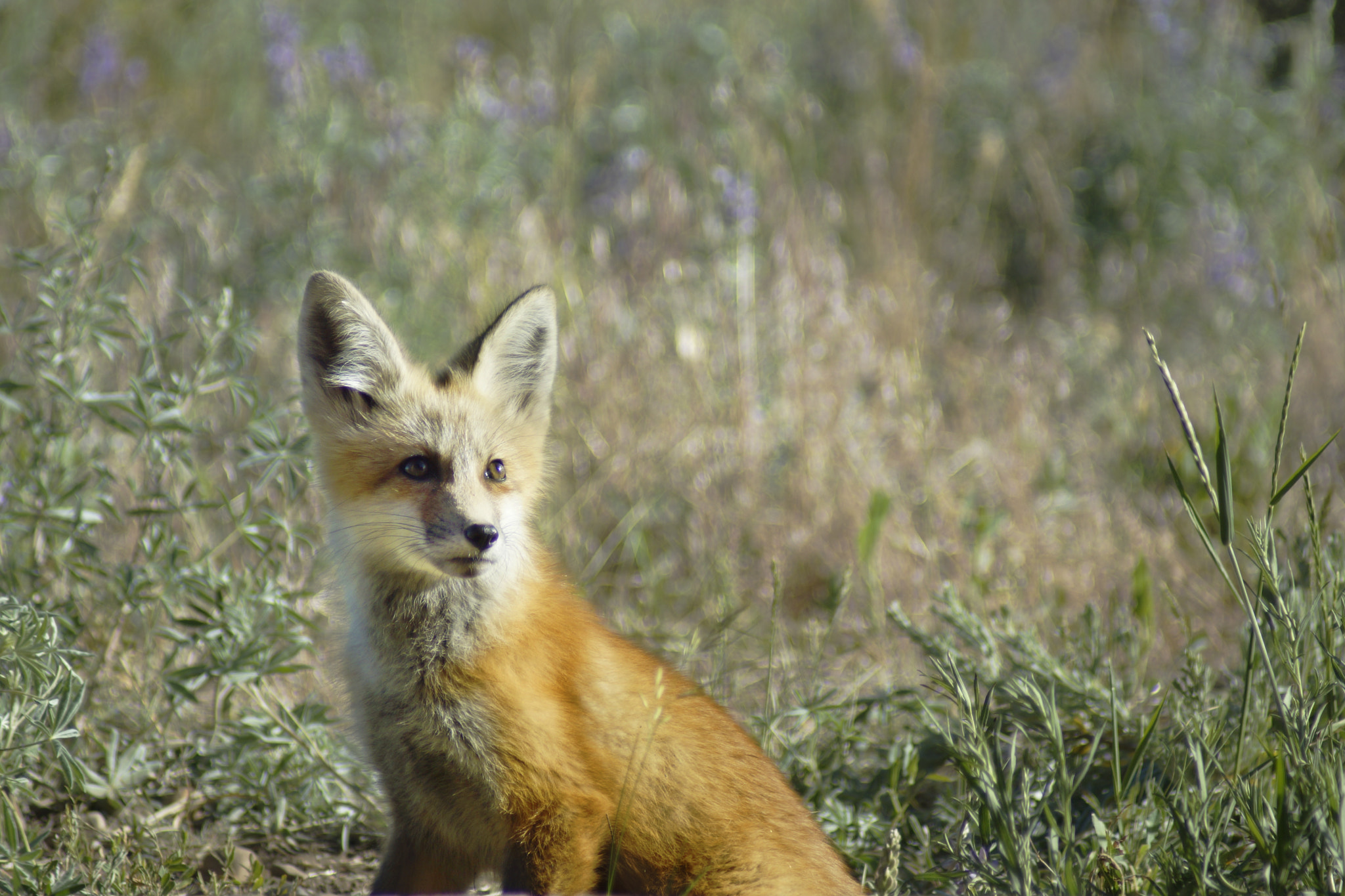 Sony 75-300mm F4.5-5.6 sample photo. Foxy photography