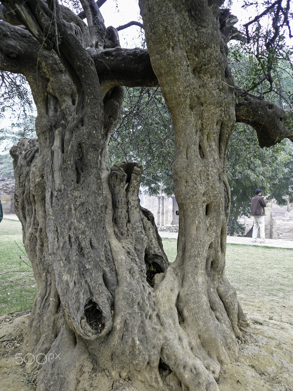 Panasonic DMC-FX100 sample photo. The twisted, gnarled stump and stem of a large tree inside the q photography