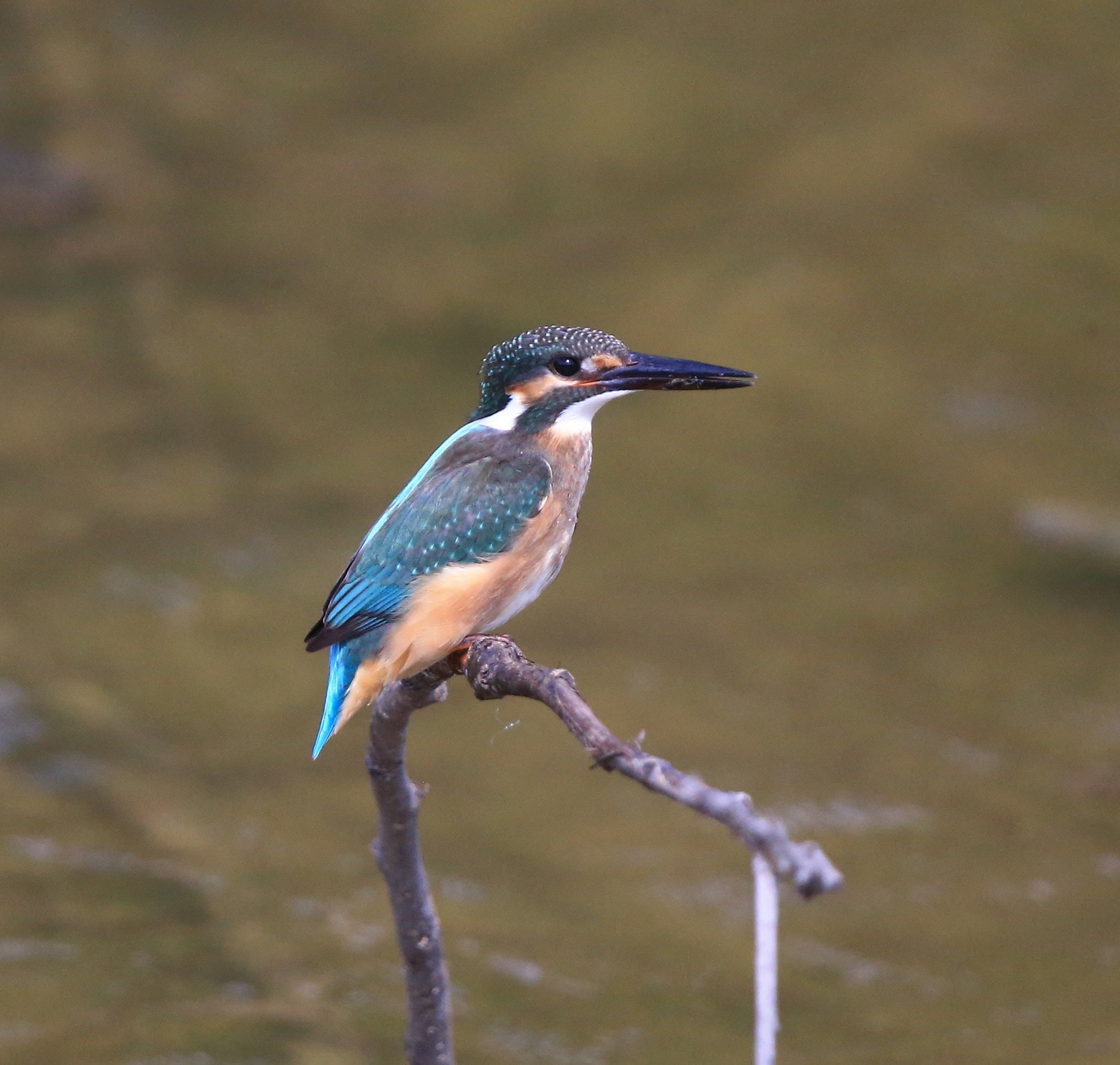 Canon EOS-1D X + Canon EF 600mm F4L IS II USM sample photo. 627 photography