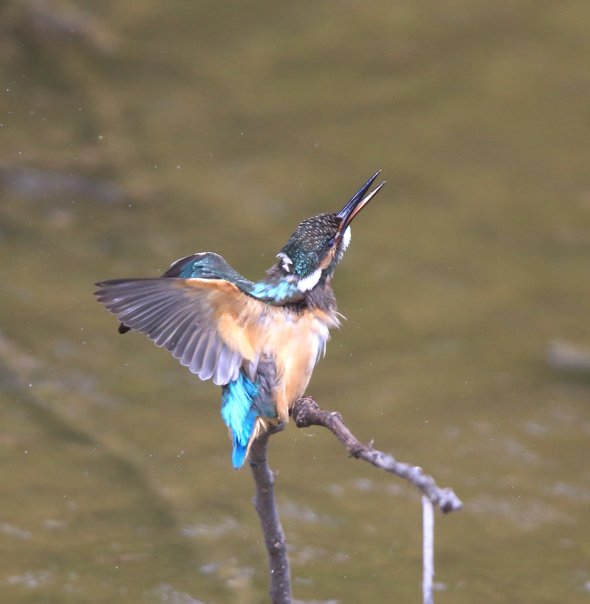 Canon EF 600mm F4L IS II USM sample photo. 635 photography