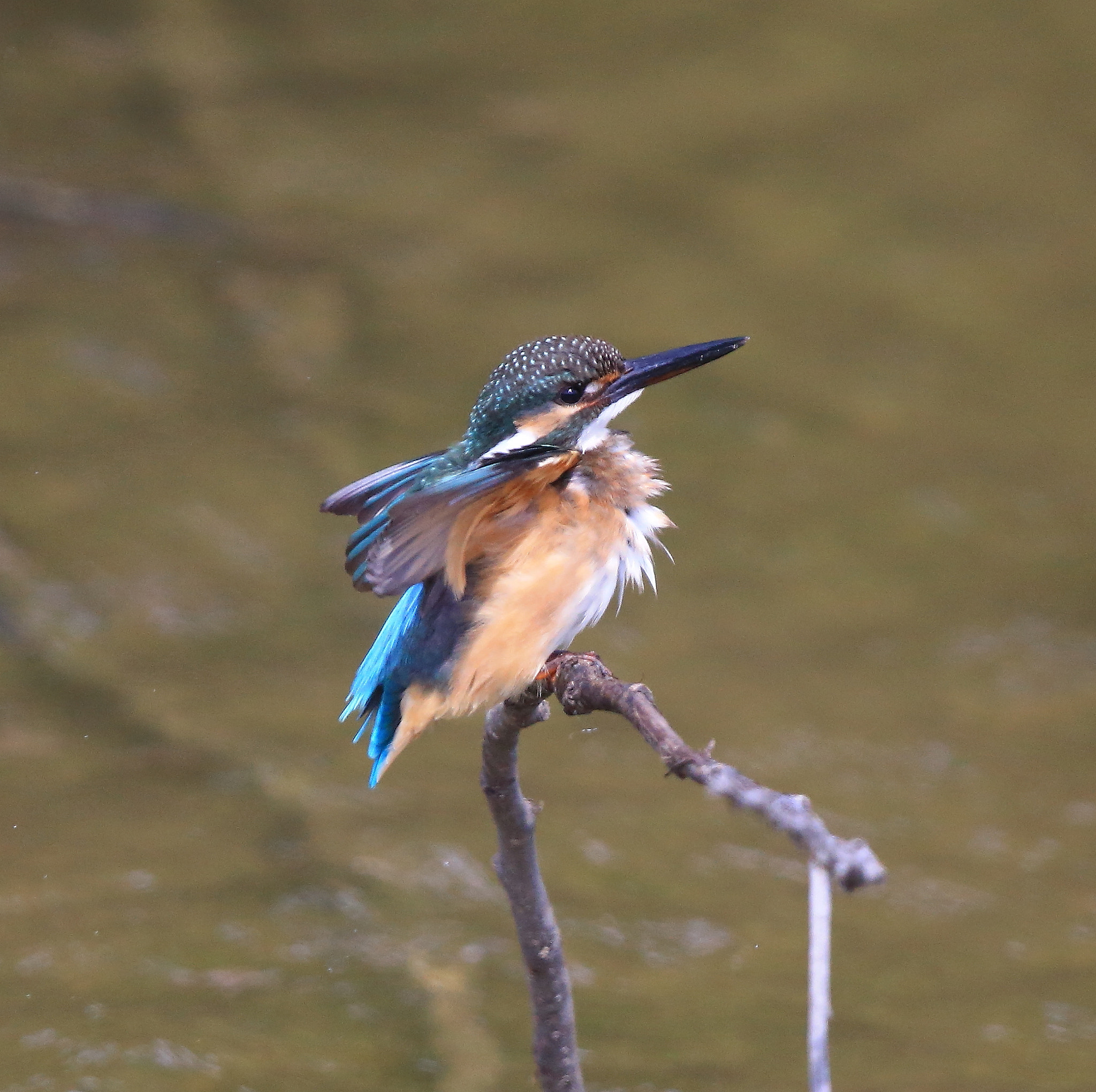 Canon EOS-1D X + Canon EF 600mm F4L IS II USM sample photo. 636 photography