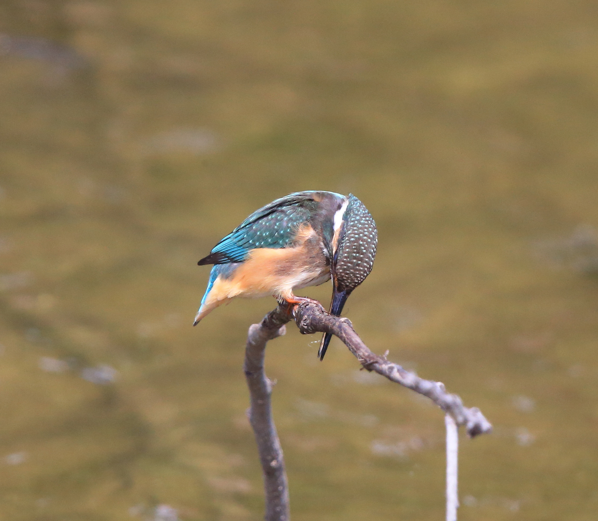 Canon EOS-1D X + Canon EF 600mm F4L IS II USM sample photo. 643 photography