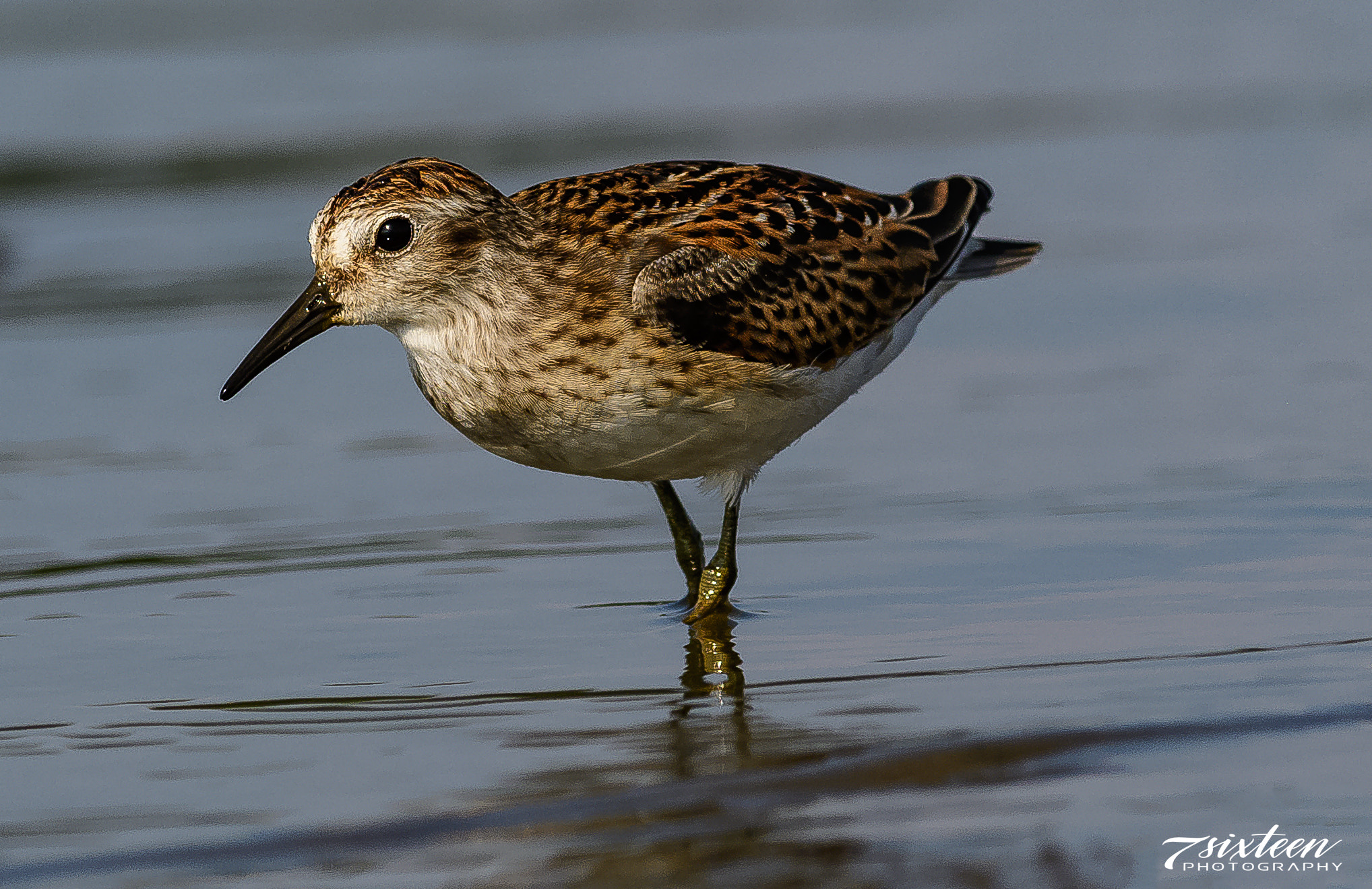 Nikon D500 + Nikon AF-S Nikkor 300mm F4D ED-IF sample photo. Sandpiper photography