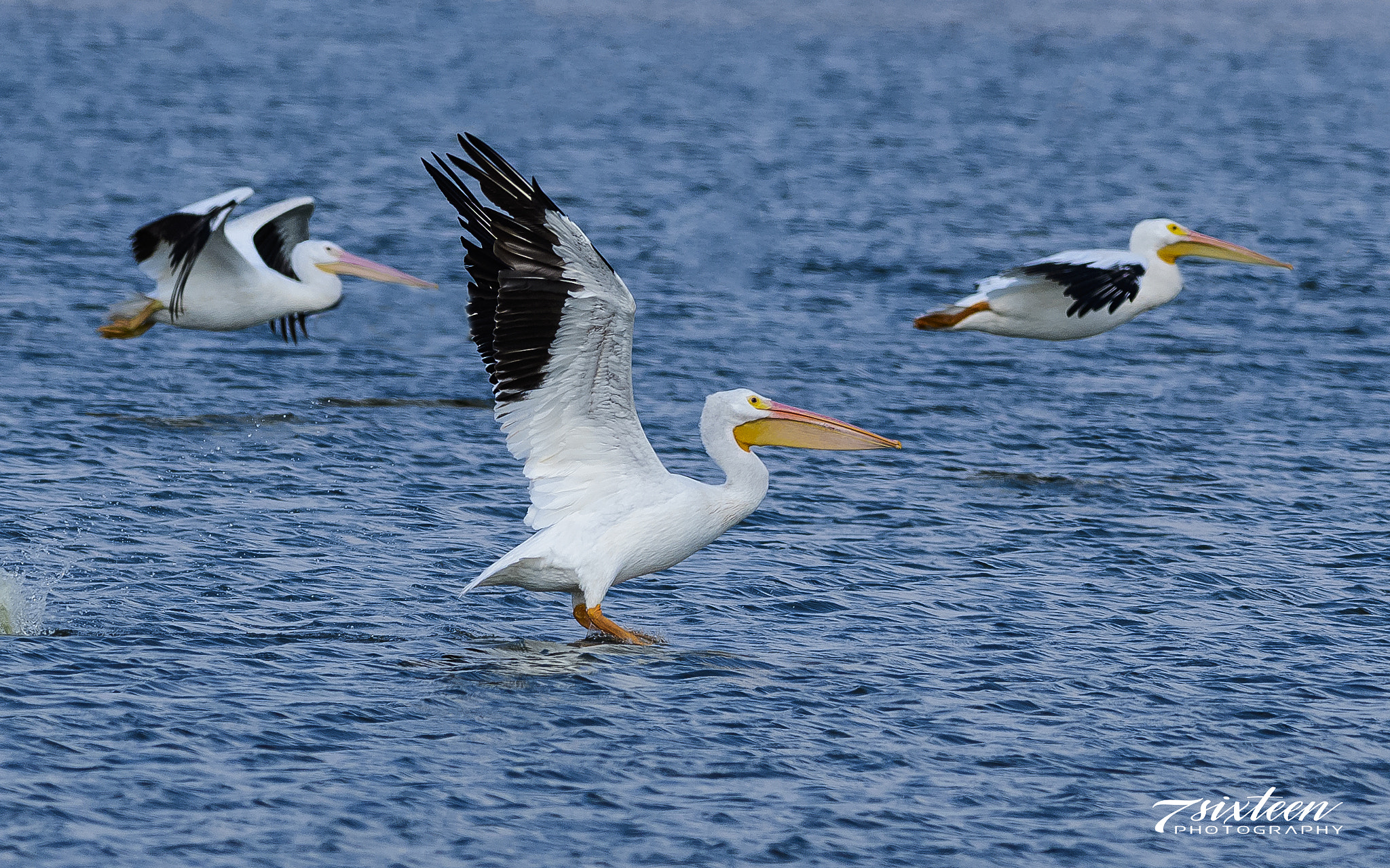 Nikon D500 + Nikon AF-S Nikkor 300mm F4D ED-IF sample photo. Pelicans photography