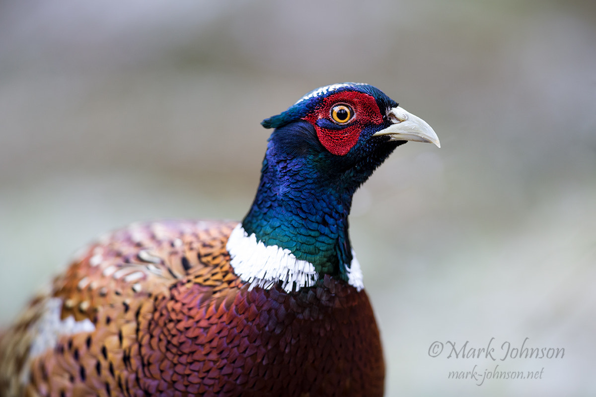 Canon EF 300mm F2.8L IS II USM sample photo. A rather pleasant pheasant photography