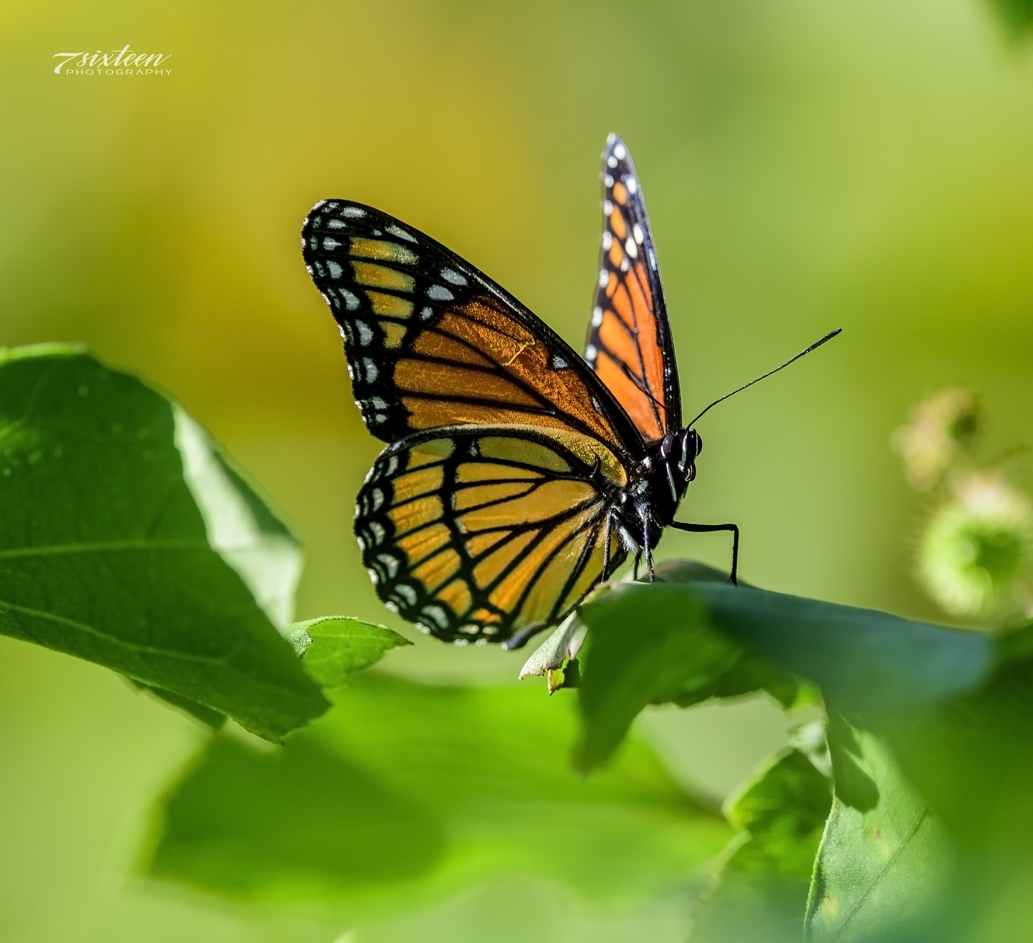 Nikon D500 + Nikon AF-S Nikkor 300mm F4D ED-IF sample photo. Viceroy photography