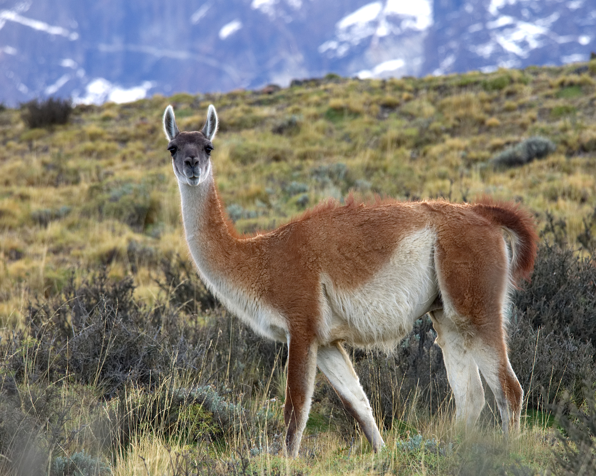 Olympus M.Zuiko Digital ED 40-150mm F2.8 Pro sample photo. Guanaco photography