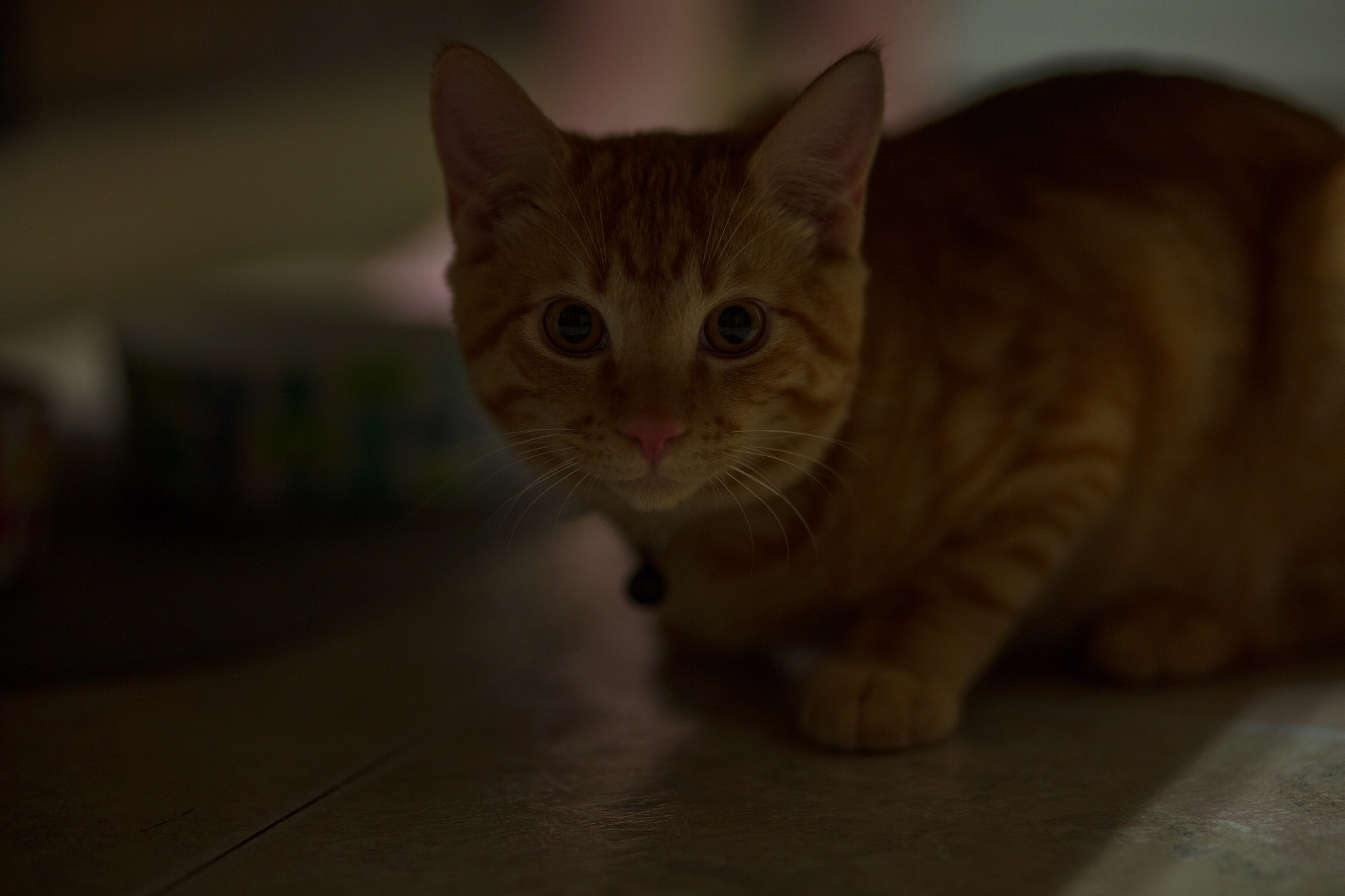 Canon EF 85mm F1.8 USM sample photo. Sneaky little devil photography