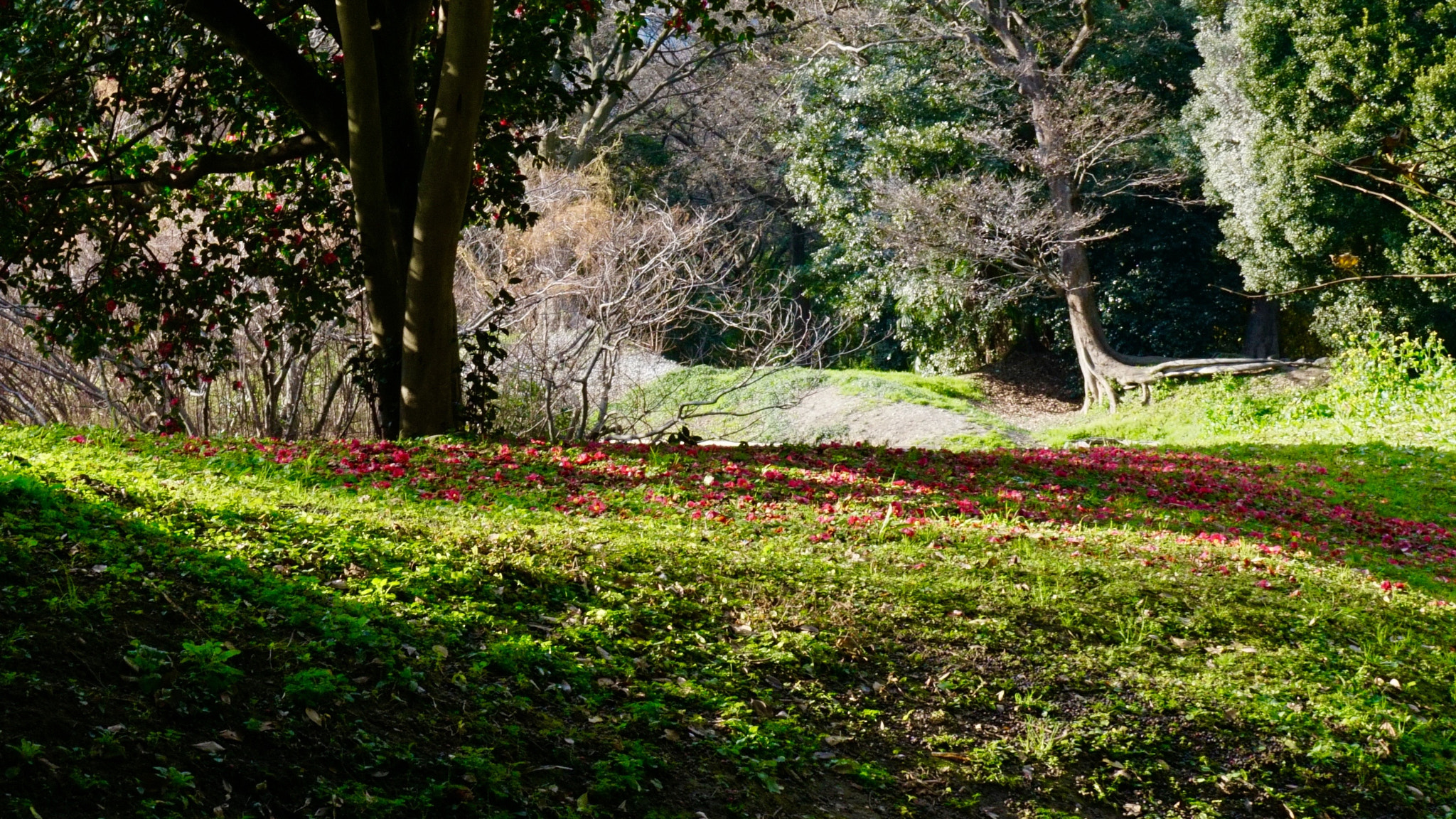 Sony a6000 + Sony E 30mm F3.5 sample photo. Beauty of scattered flowers and light photography