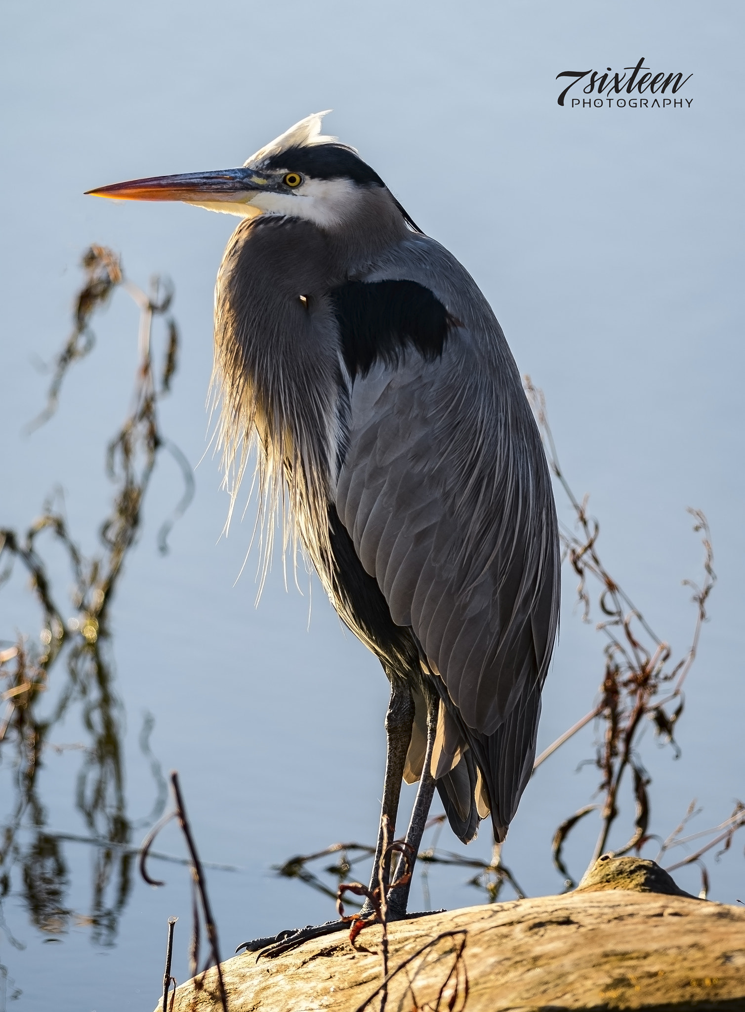 Nikon D500 + Nikon AF-S Nikkor 300mm F4D ED-IF sample photo. Great blue photography