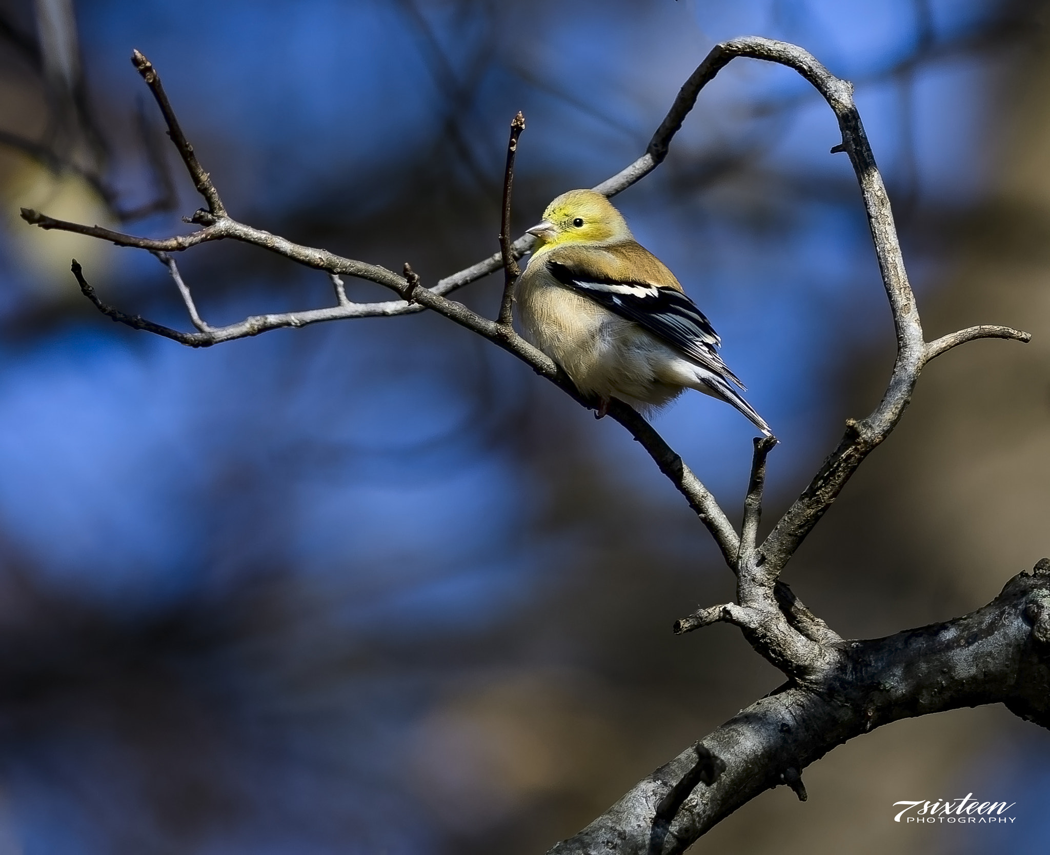 Nikon D500 + Nikon AF-S Nikkor 300mm F4D ED-IF sample photo. Goldfinch photography