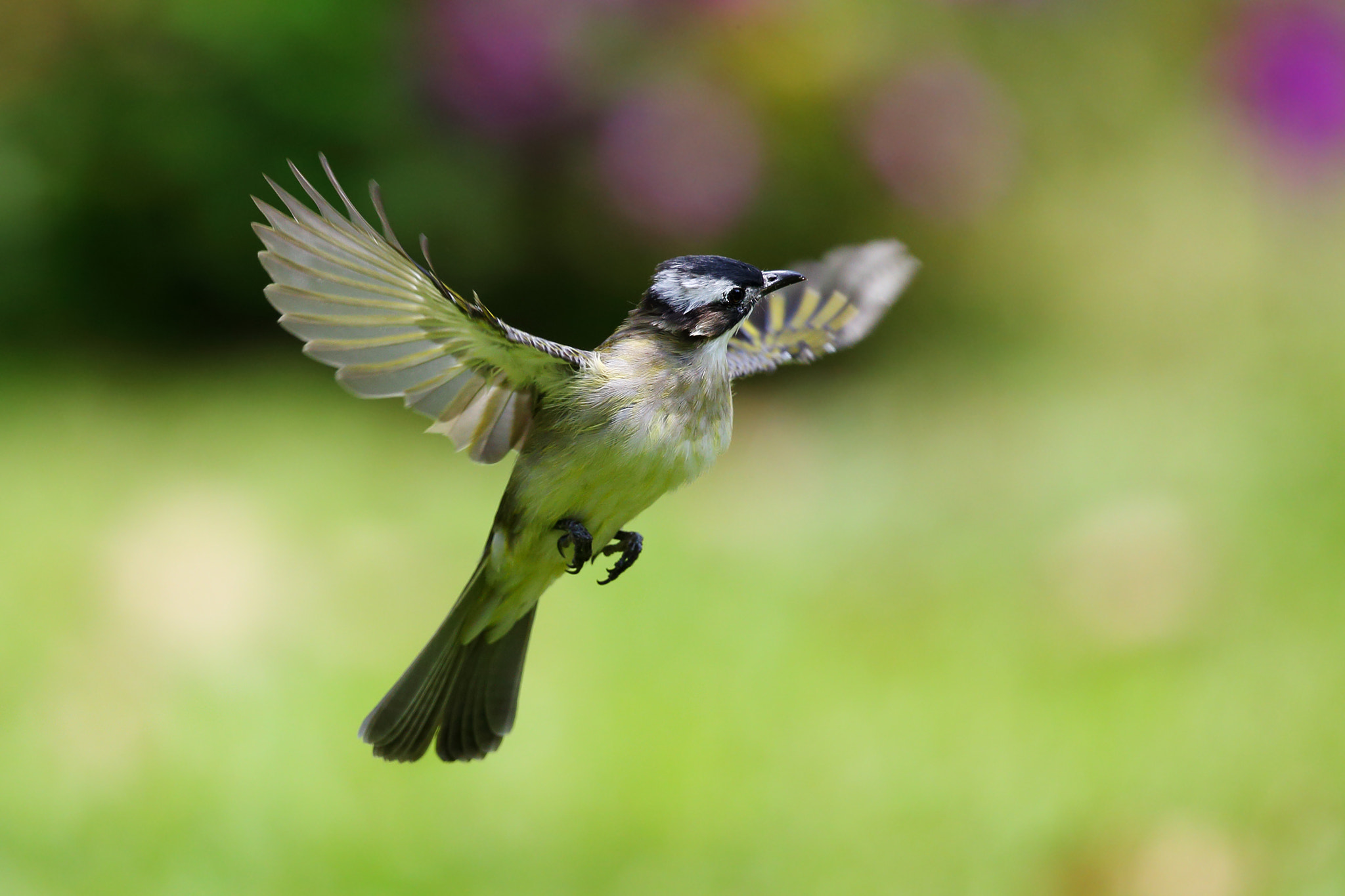 Canon EF 300mm F2.8L IS II USM sample photo. Take off photography
