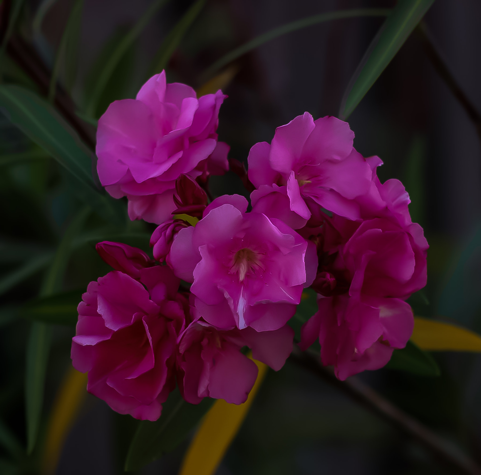 Canon EF 75-300mm f/4-5.6 USM sample photo. Pink flowers green leaves photography
