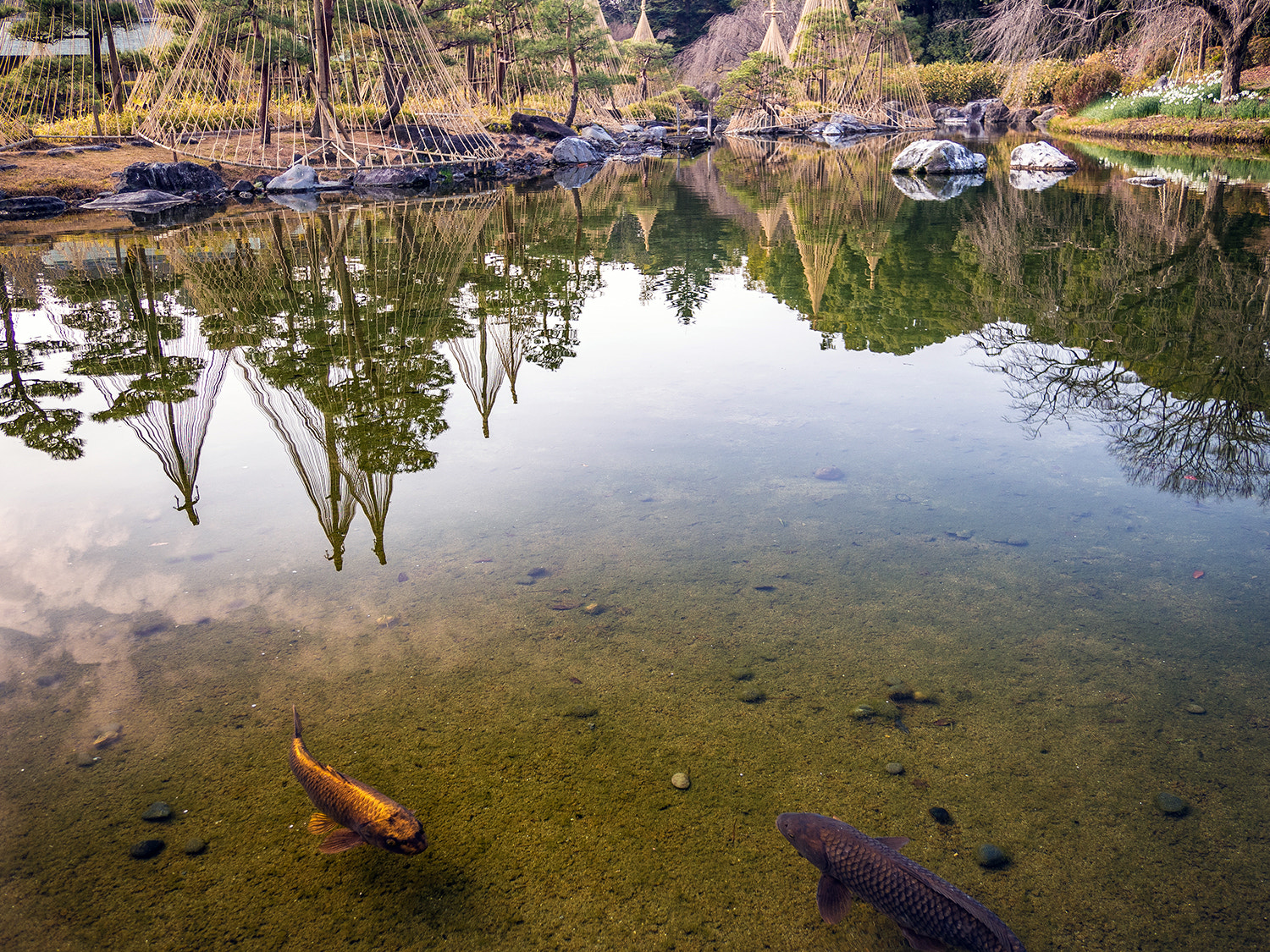 Olympus PEN E-PL7 + Panasonic Lumix G 14mm F2.5 ASPH sample photo. Branch-supporting snow-ropes and carp photography