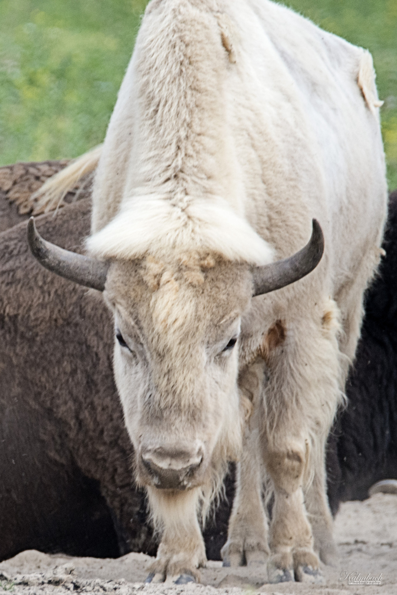 Nikon D800 sample photo. White buffalo photography