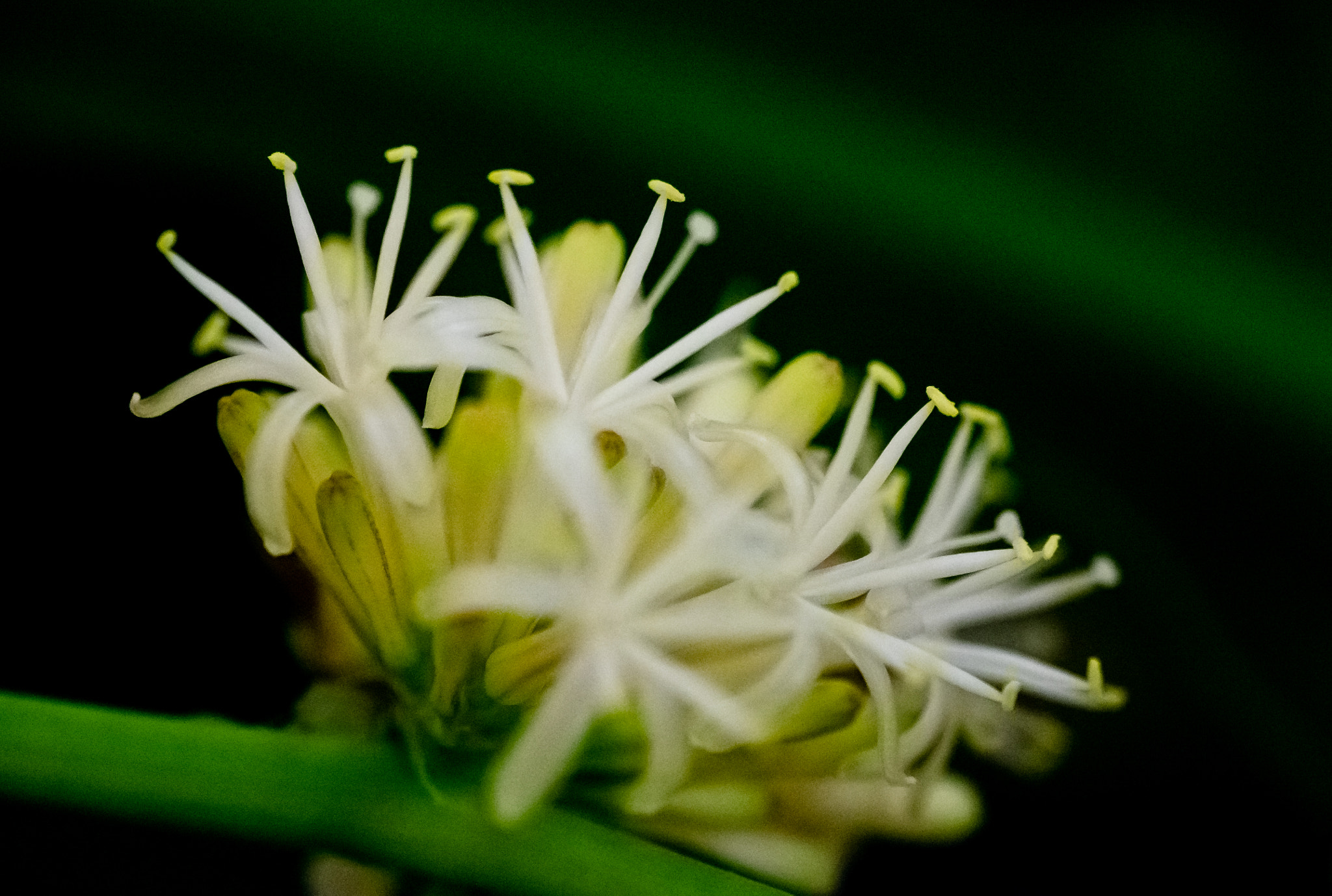 Fujifilm X-E2 + Fujifilm XF 60mm F2.4 R Macro sample photo. Flowering dracaena fragrans @winter photography