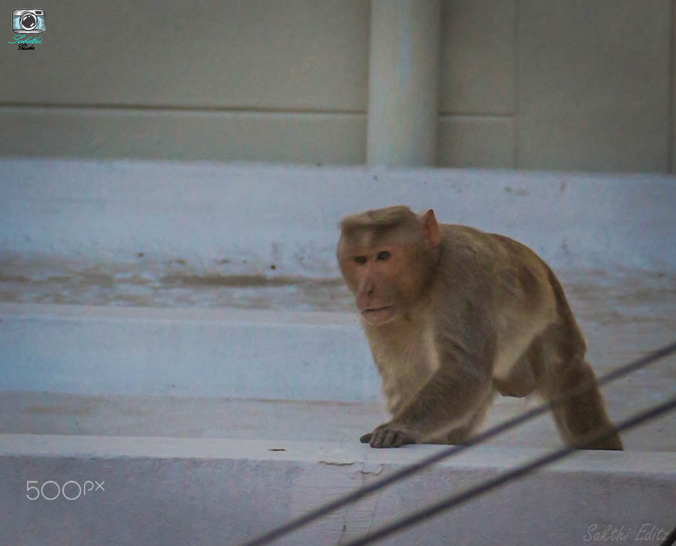 Canon EF-S 18-135mm F3.5-5.6 IS sample photo. Img photography