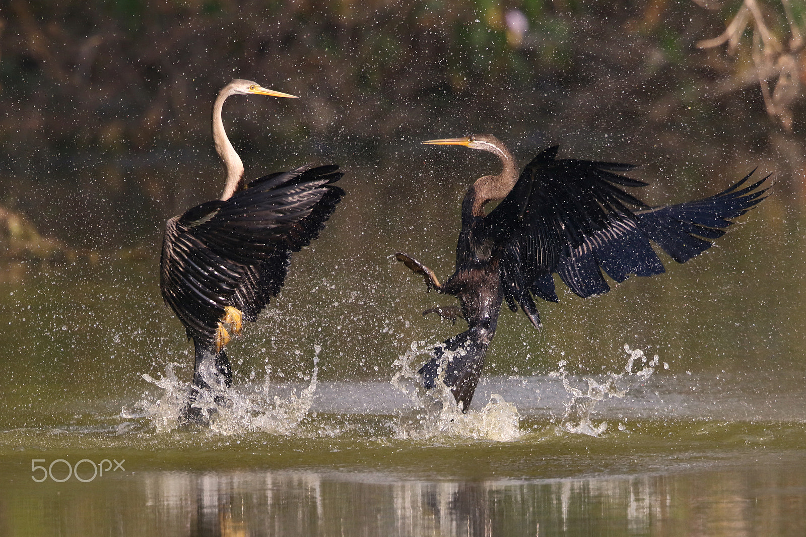 Canon EF 500mm F4L IS II USM sample photo. Darters in their territorial fight photography