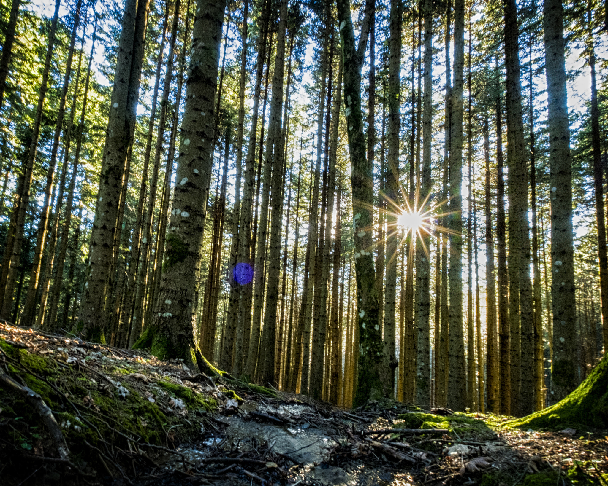 Fujifilm X-M1 + Fujifilm XF 10-24mm F4 R OIS sample photo. Into the forest photography