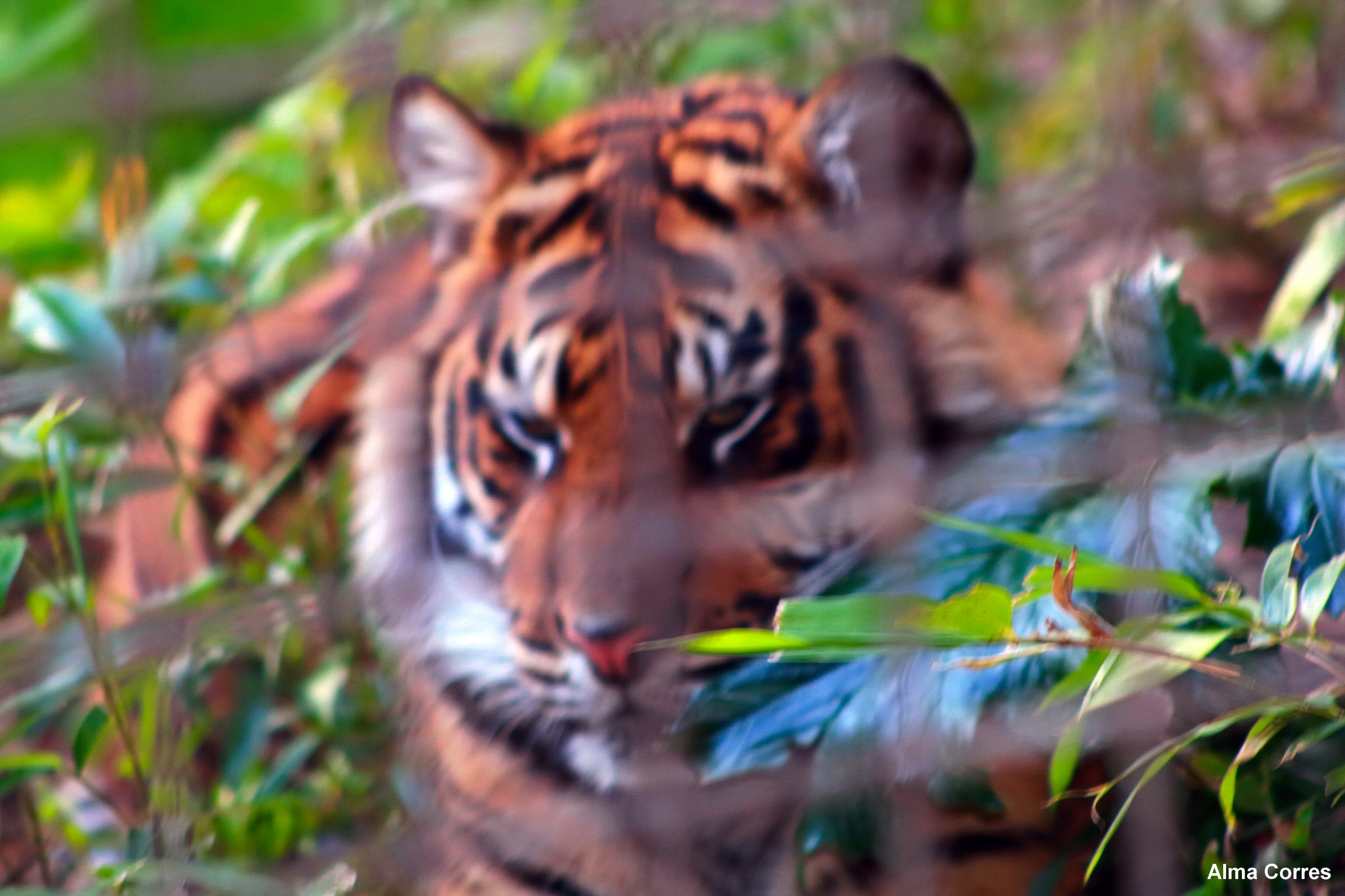 Canon EF 75-300mm f/4-5.6 USM sample photo. Sumatran tiger photography