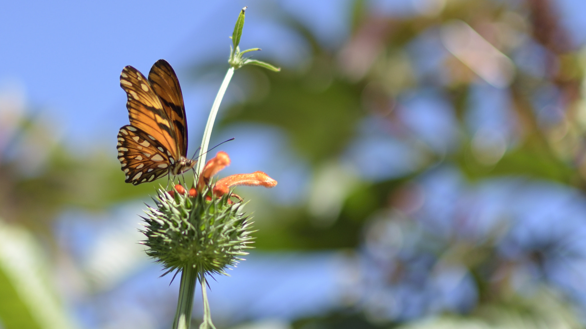 Nikon D3400 + Nikon AF-S DX Nikkor 35mm F1.8G sample photo. Mariposa photography