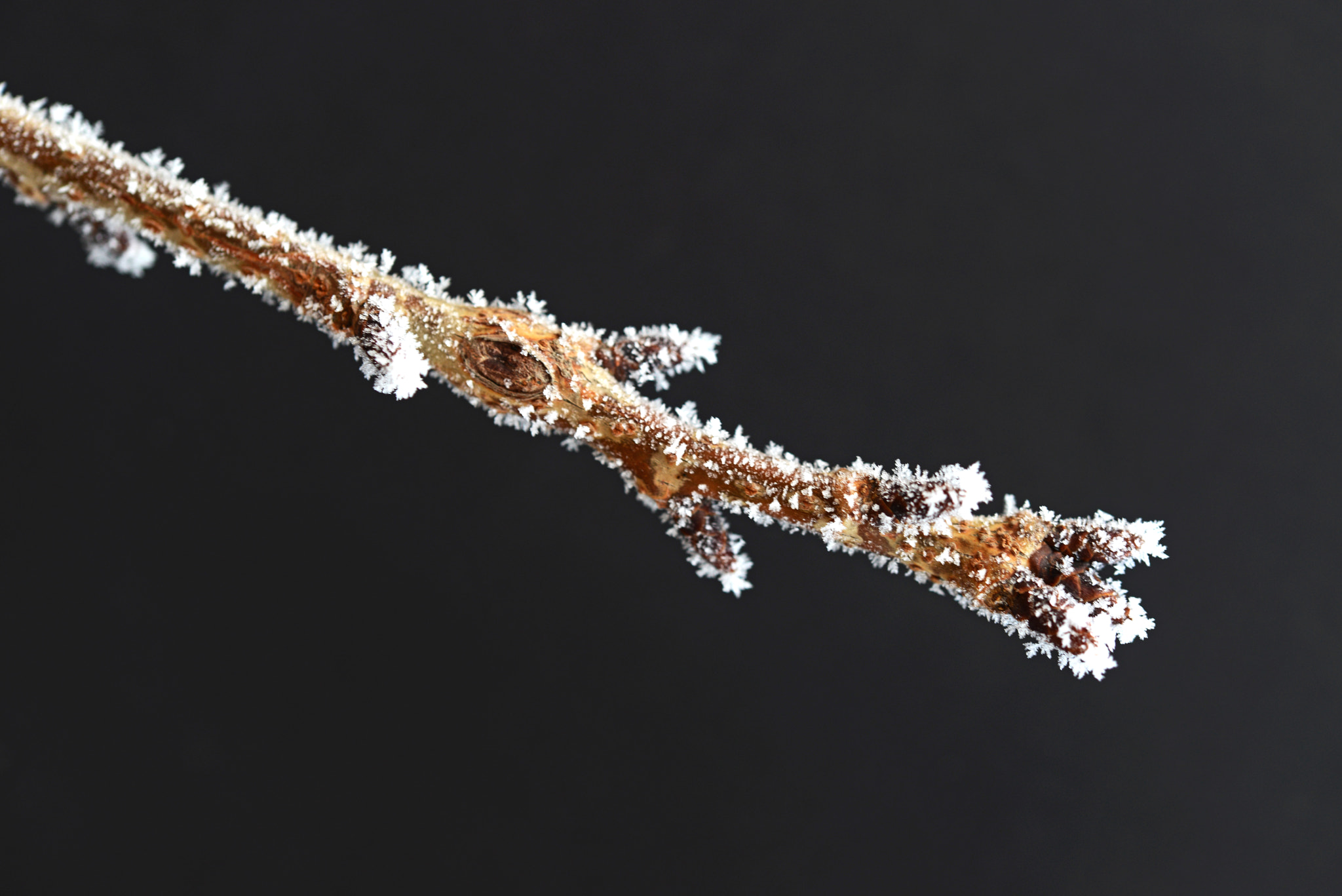 Nikon AF-S Micro-Nikkor 60mm F2.8G ED sample photo