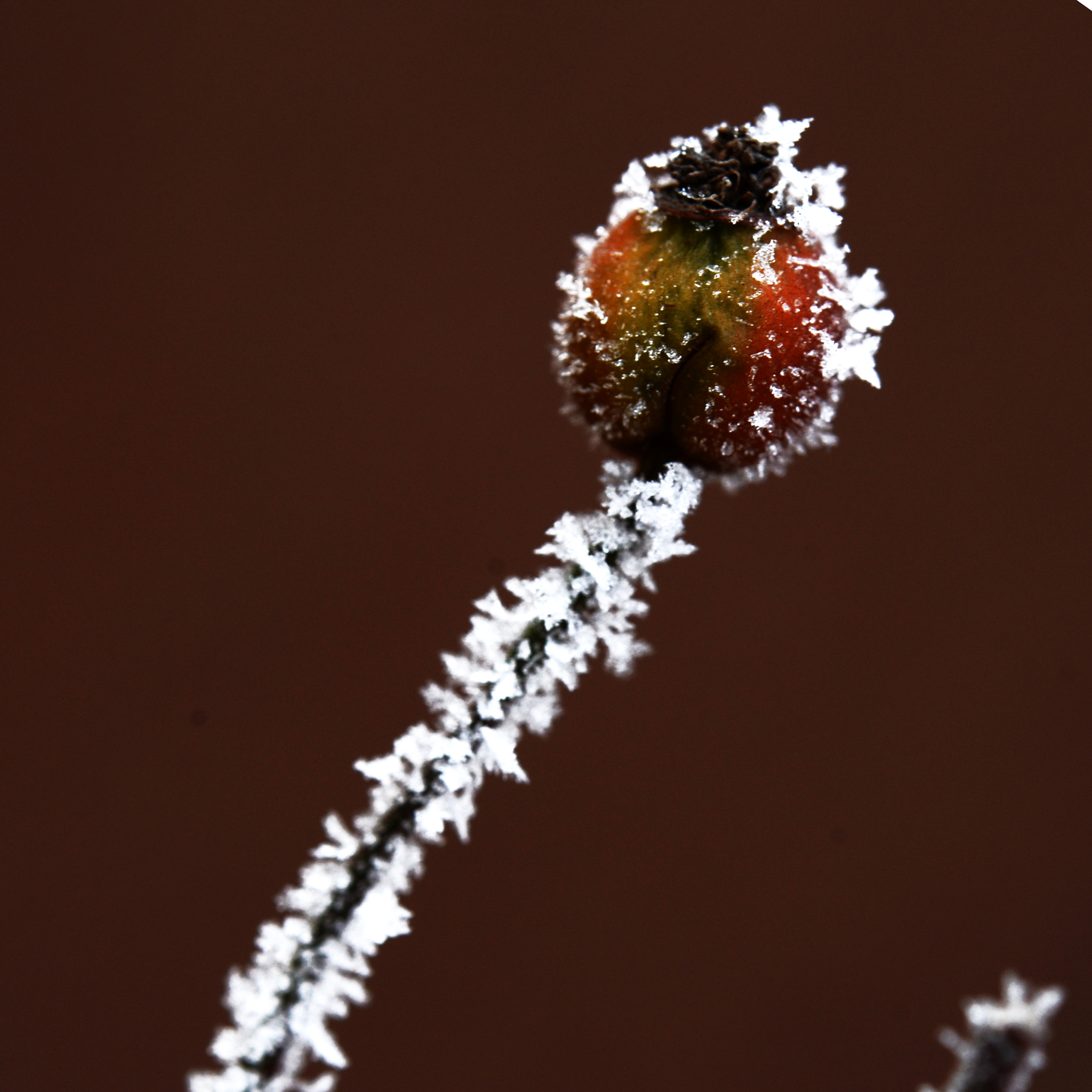 Nikon AF-S Micro-Nikkor 60mm F2.8G ED sample photo