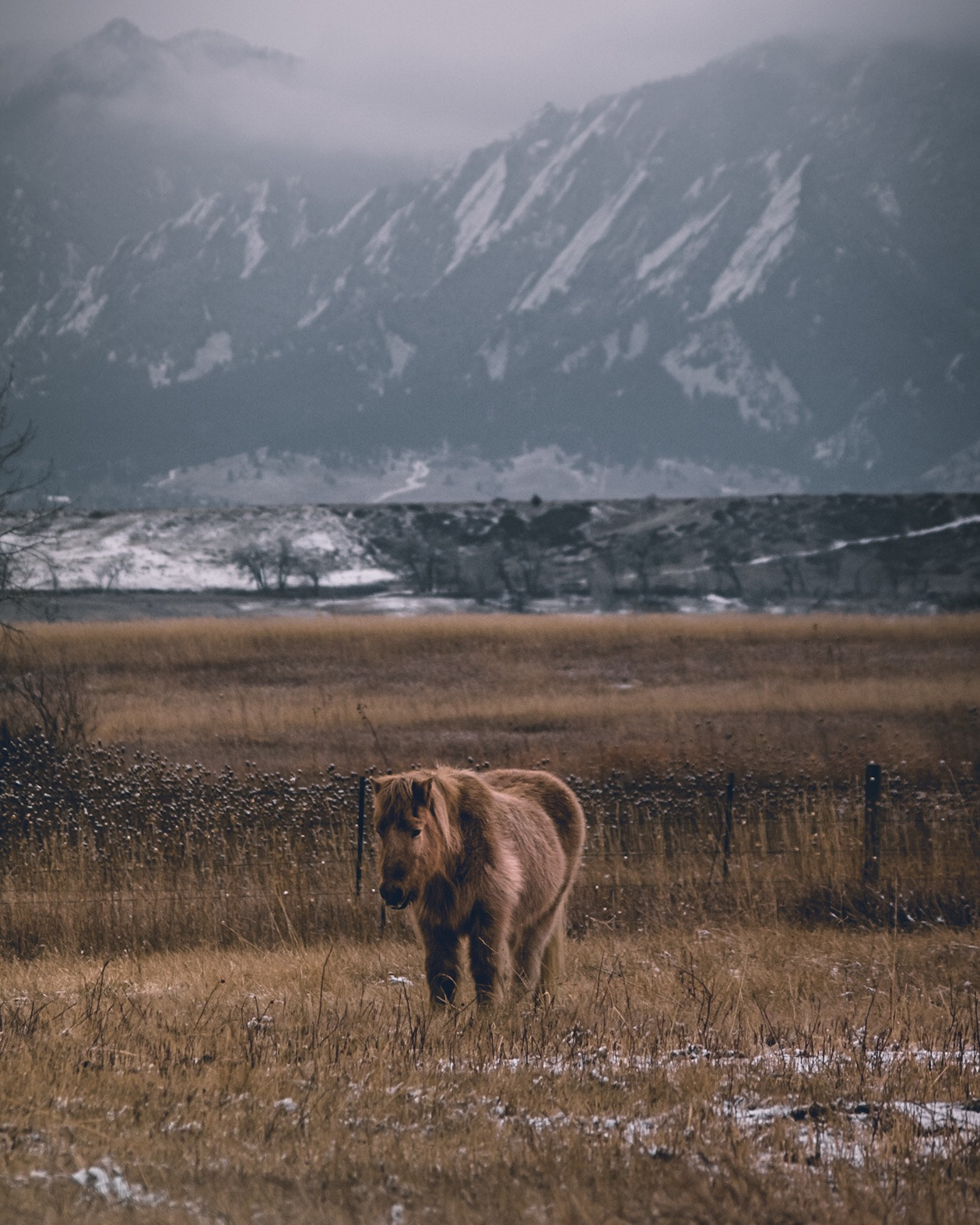 Pentax K-70 + smc PENTAX-DA L 55-300mm F4-5.8 ED sample photo. Behold a tan horse photography