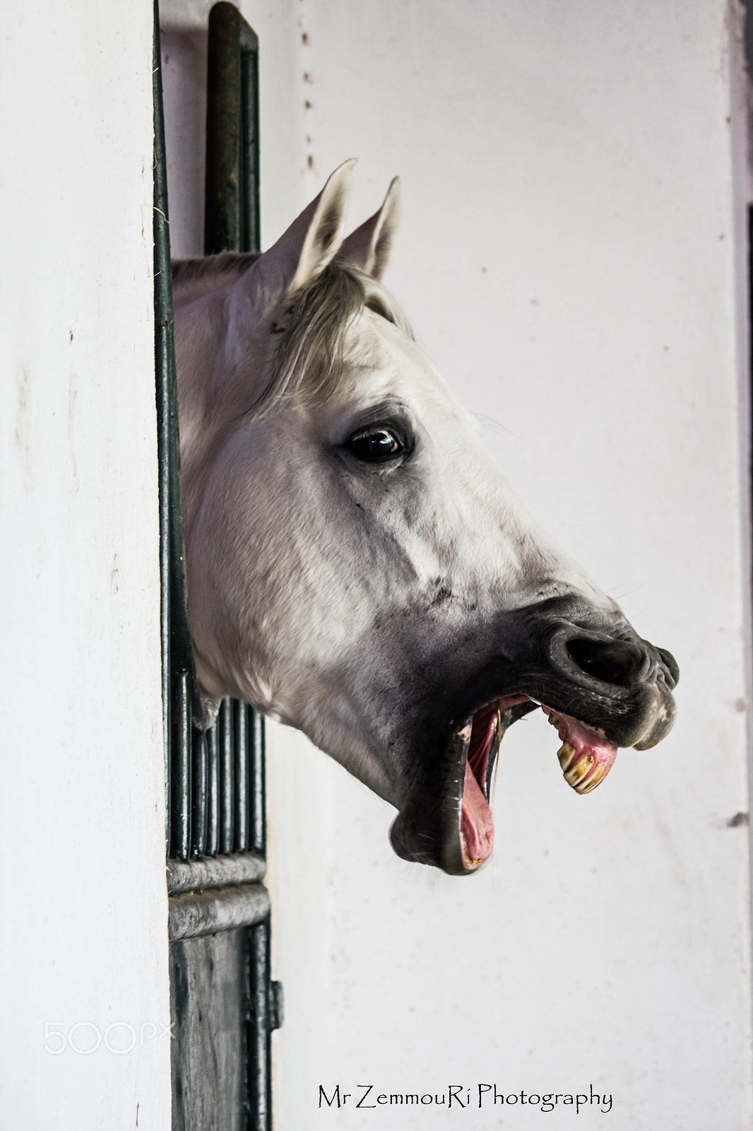 Canon EF-S 55-250mm F4-5.6 IS STM sample photo. A crazy horse photography