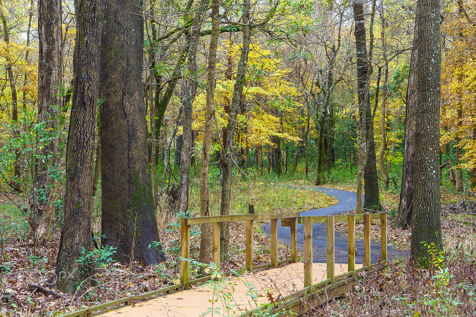 E 50mm F1.8 OSS sample photo. Fall on the trail photography