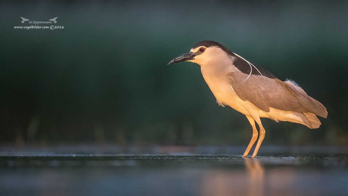 Canon EF 300mm F2.8L IS USM sample photo. Nachtreiher / night heron photography