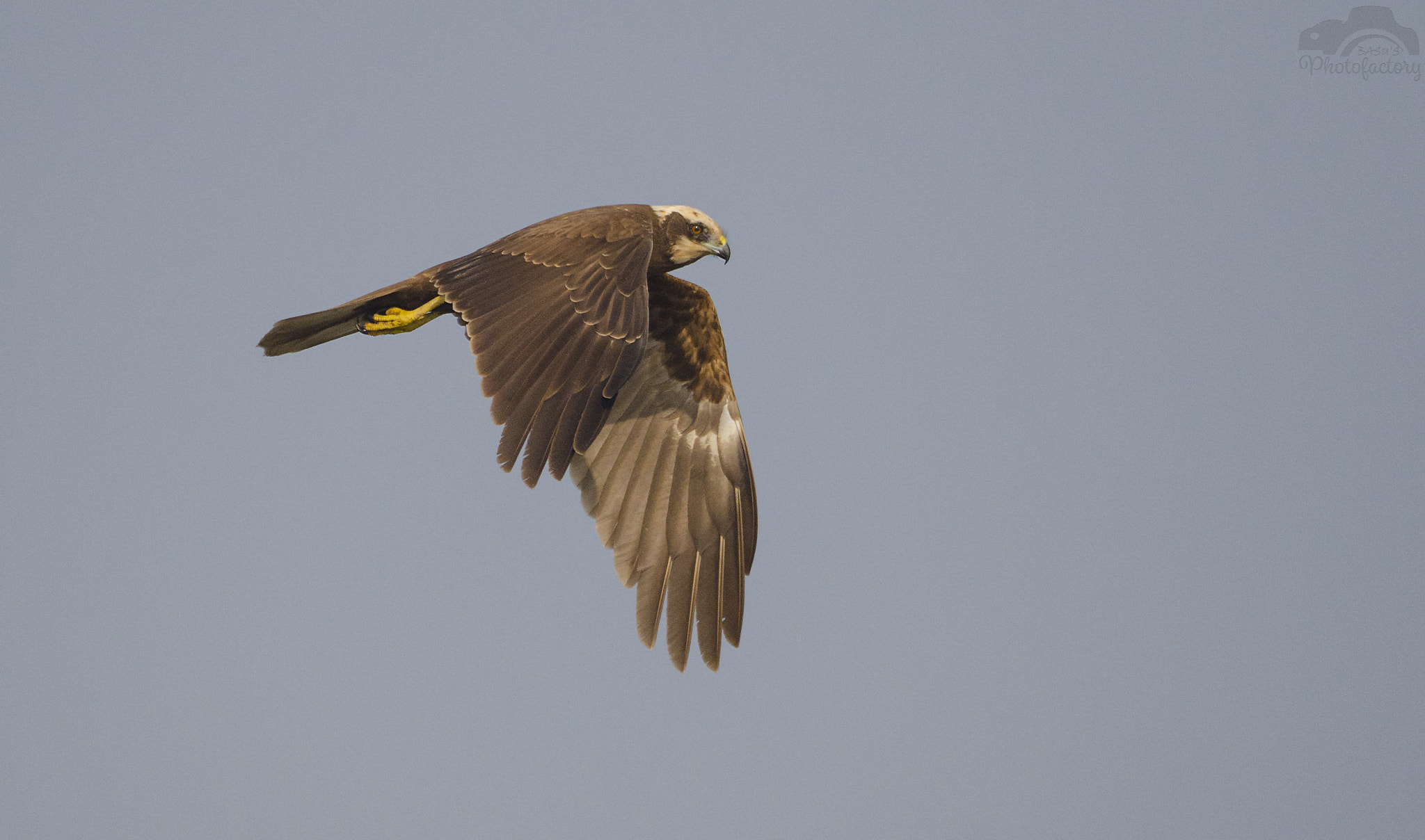 Sigma 150-600mm F5-6.3 DG OS HSM | C sample photo. Marsh harrier photography