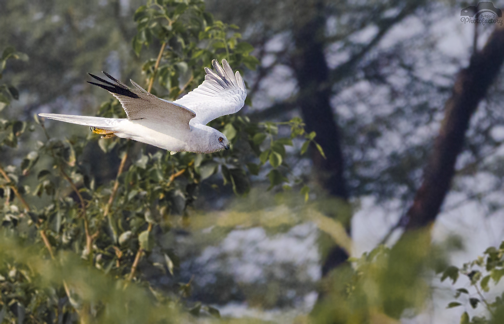 Sigma 150-600mm F5-6.3 DG OS HSM | C sample photo. Pallied harrier photography