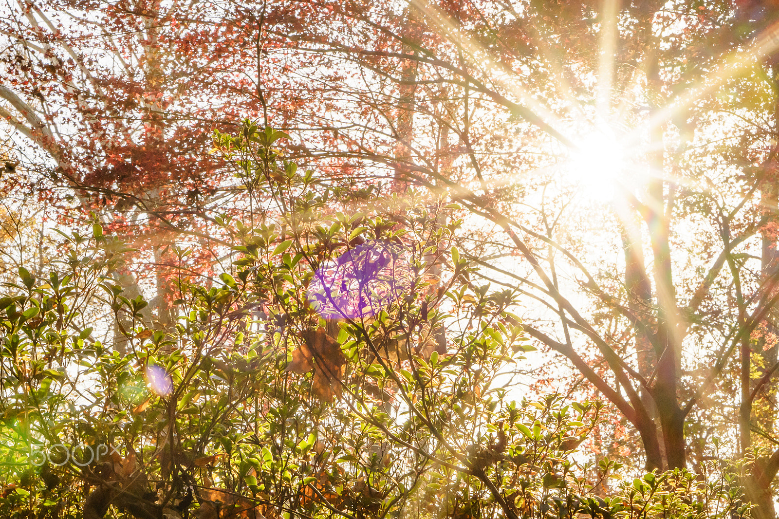 E 50mm F1.8 OSS sample photo. Sunshine through the wood photography