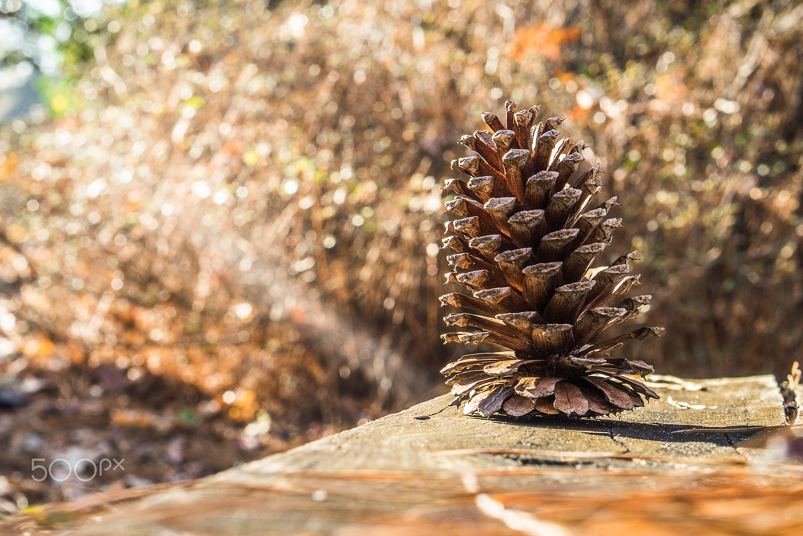 E 50mm F1.8 OSS sample photo. Woody cone photography