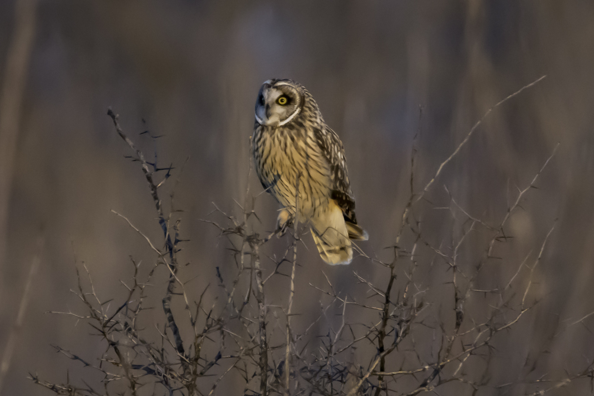 Sony a6500 + Tamron SP 150-600mm F5-6.3 Di VC USD sample photo. Short eared owl photography