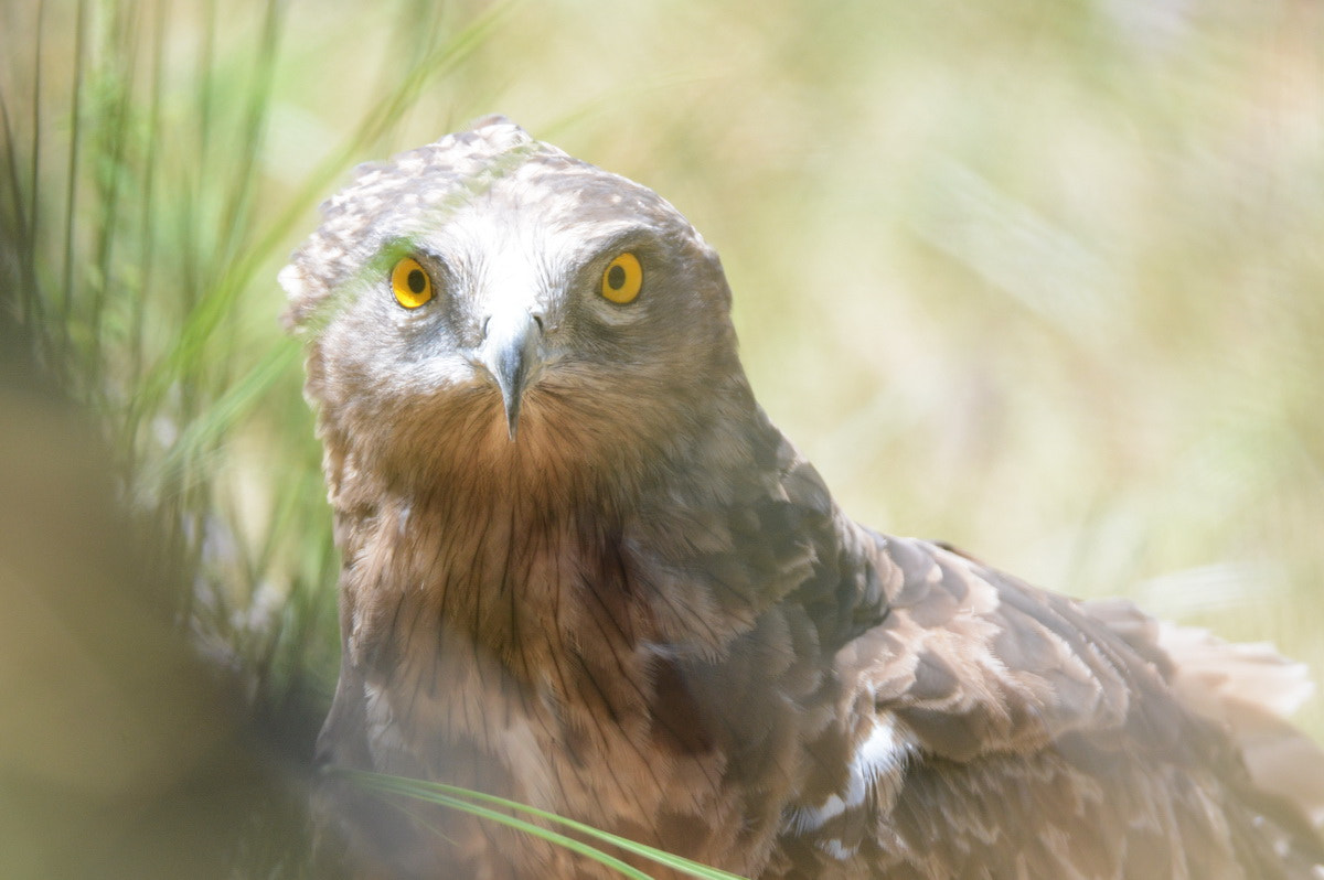 Sigma 150-600mm F5-6.3 DG OS HSM | S sample photo. Culebrera europea (circaetus gallicus) photography
