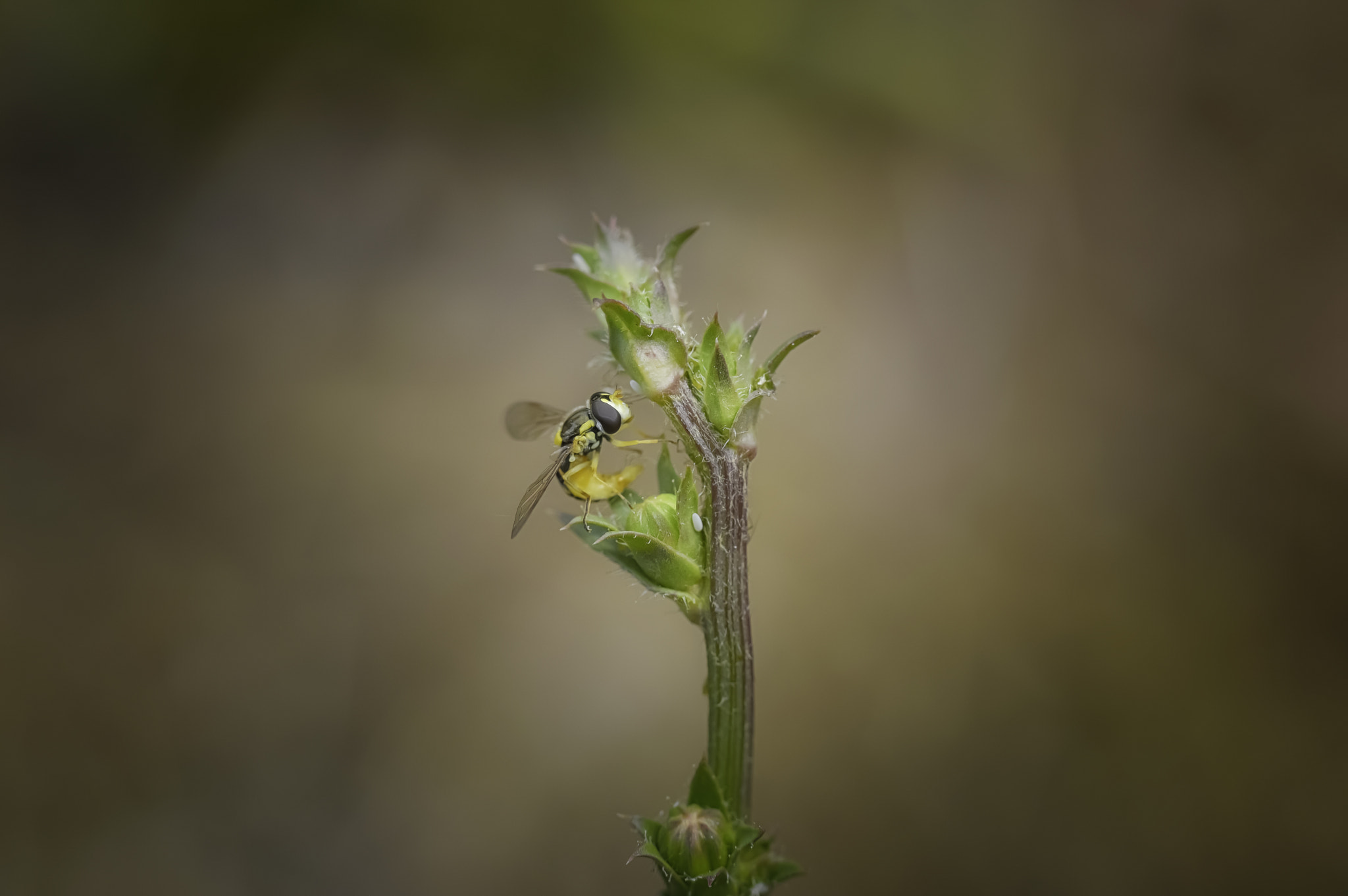 Nikon D3200 sample photo. Wasp on weed photography