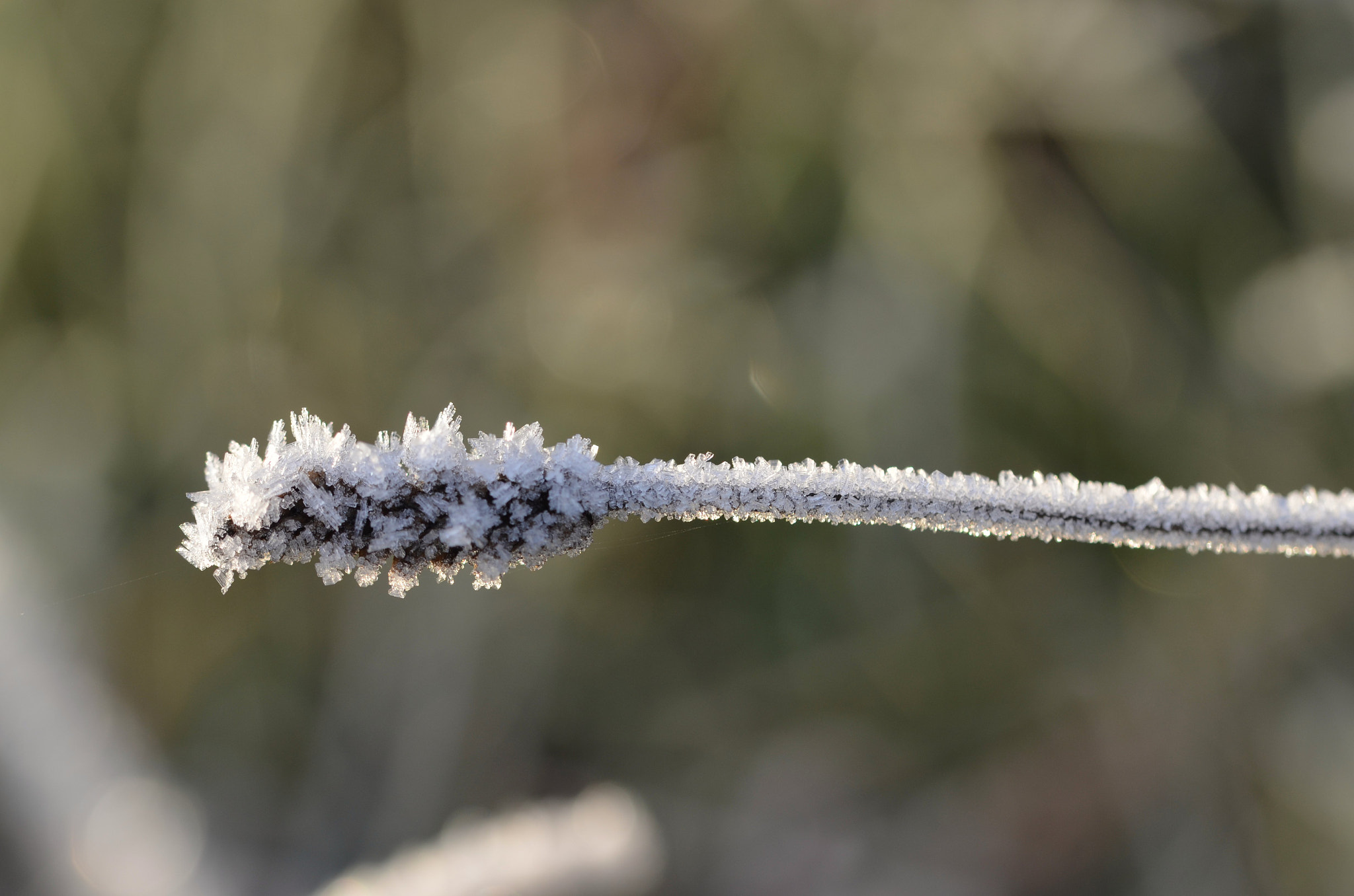 Sigma 105mm F2.8 EX DG OS HSM sample photo. Winter bites photography