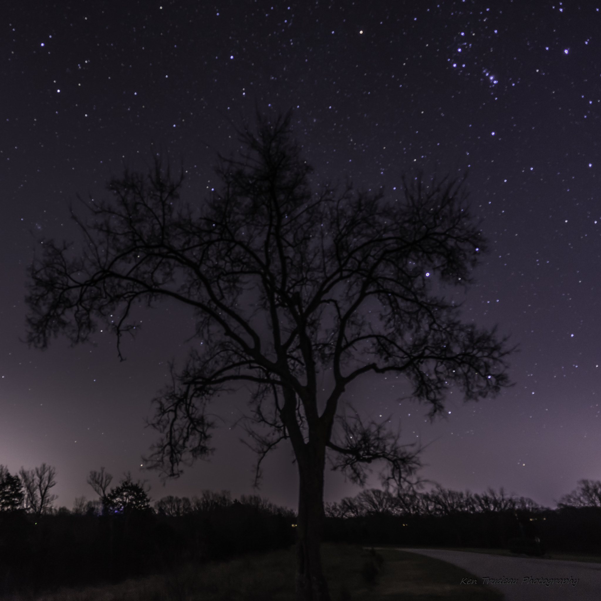 Sony a7R + ZEISS Batis 18mm F2.8 sample photo. Stars over winter tree photography