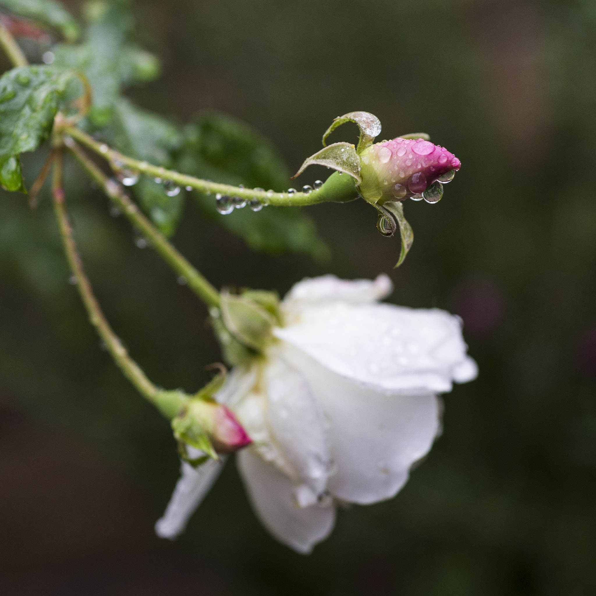 Nikon D600 sample photo. Rainy day flower photography