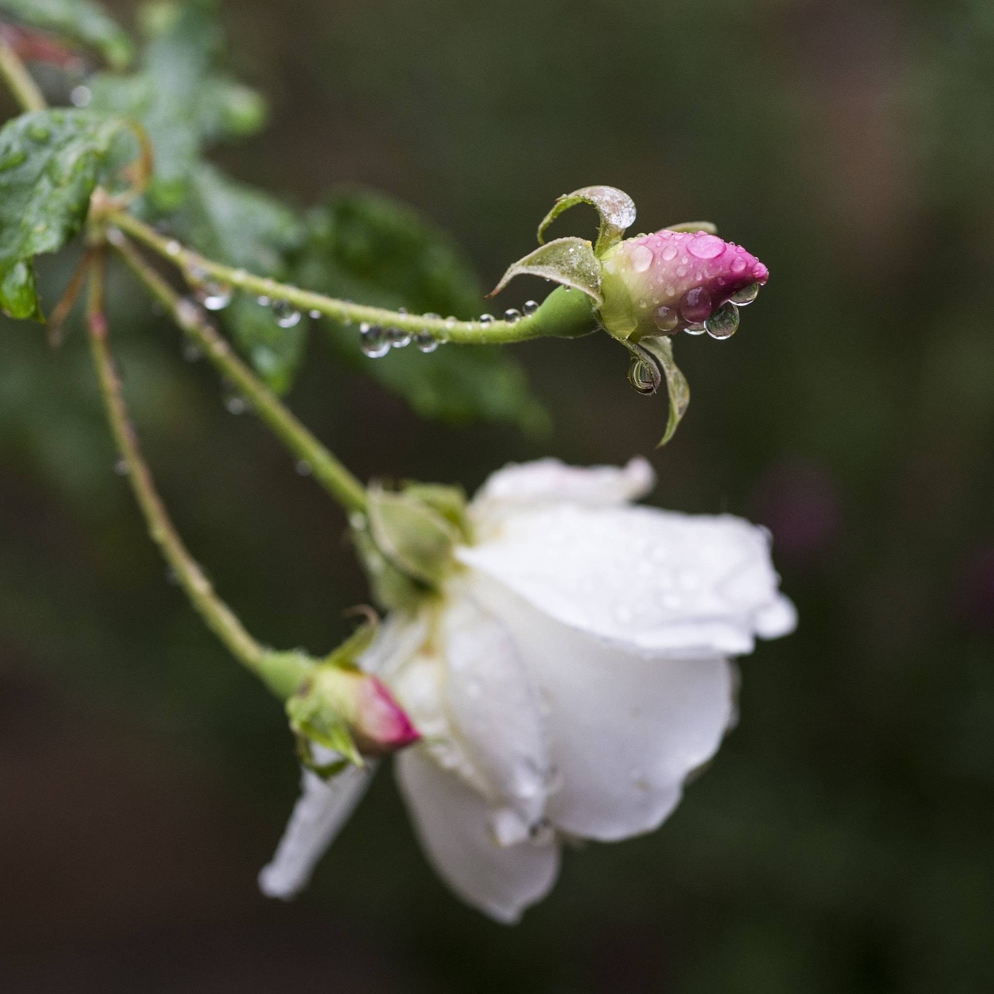 Nikon D600 + AF Micro-Nikkor 55mm f/2.8 sample photo. Rainy day flower photography