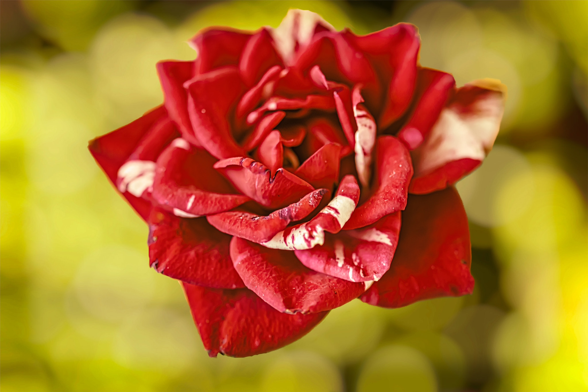Sigma 105mm F2.8 EX DG OS HSM sample photo. Parade rose photography