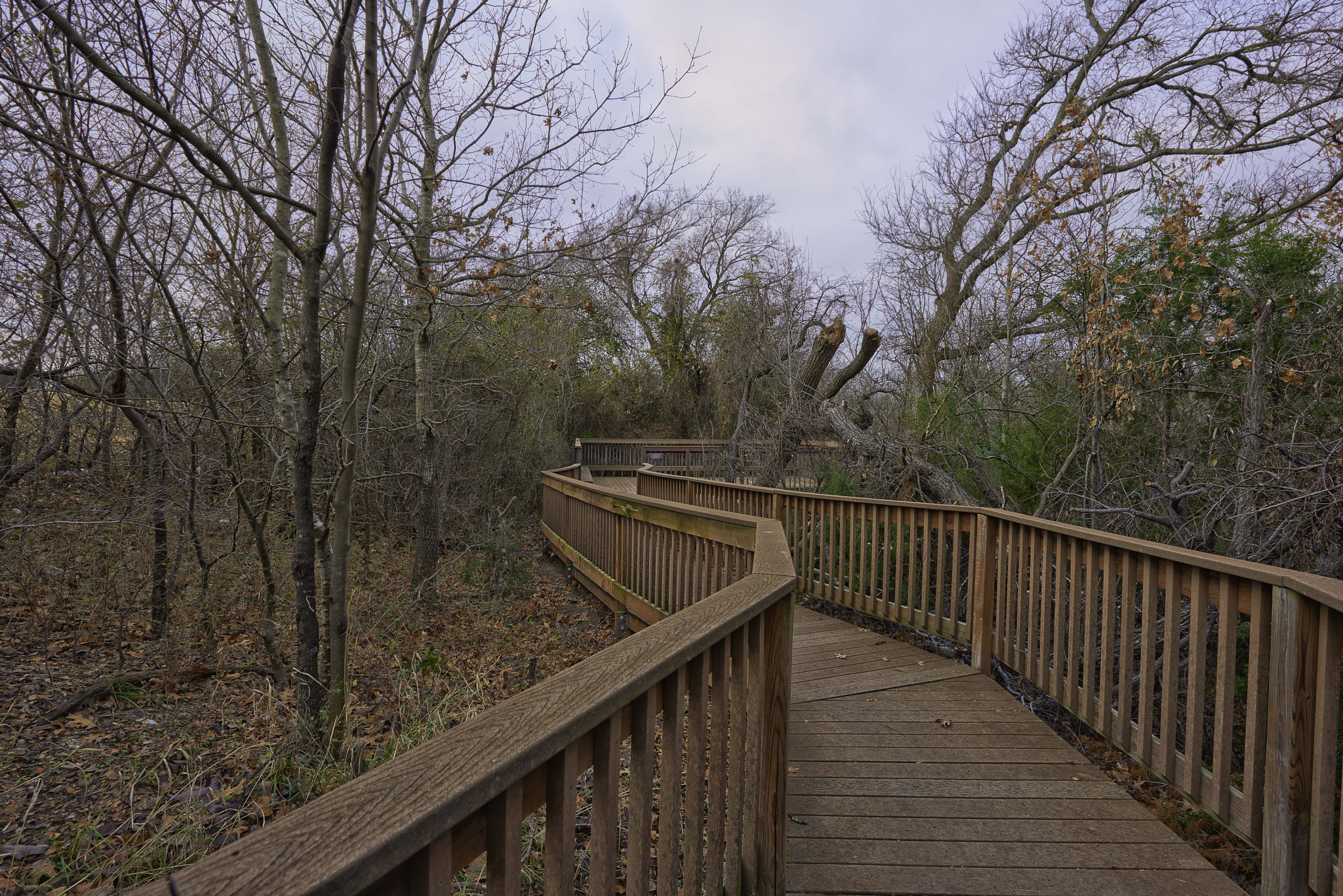 Nikon AF-S Nikkor 14-24mm F2.8G ED sample photo. Coppell nature reserve, fall jan 2017 photography