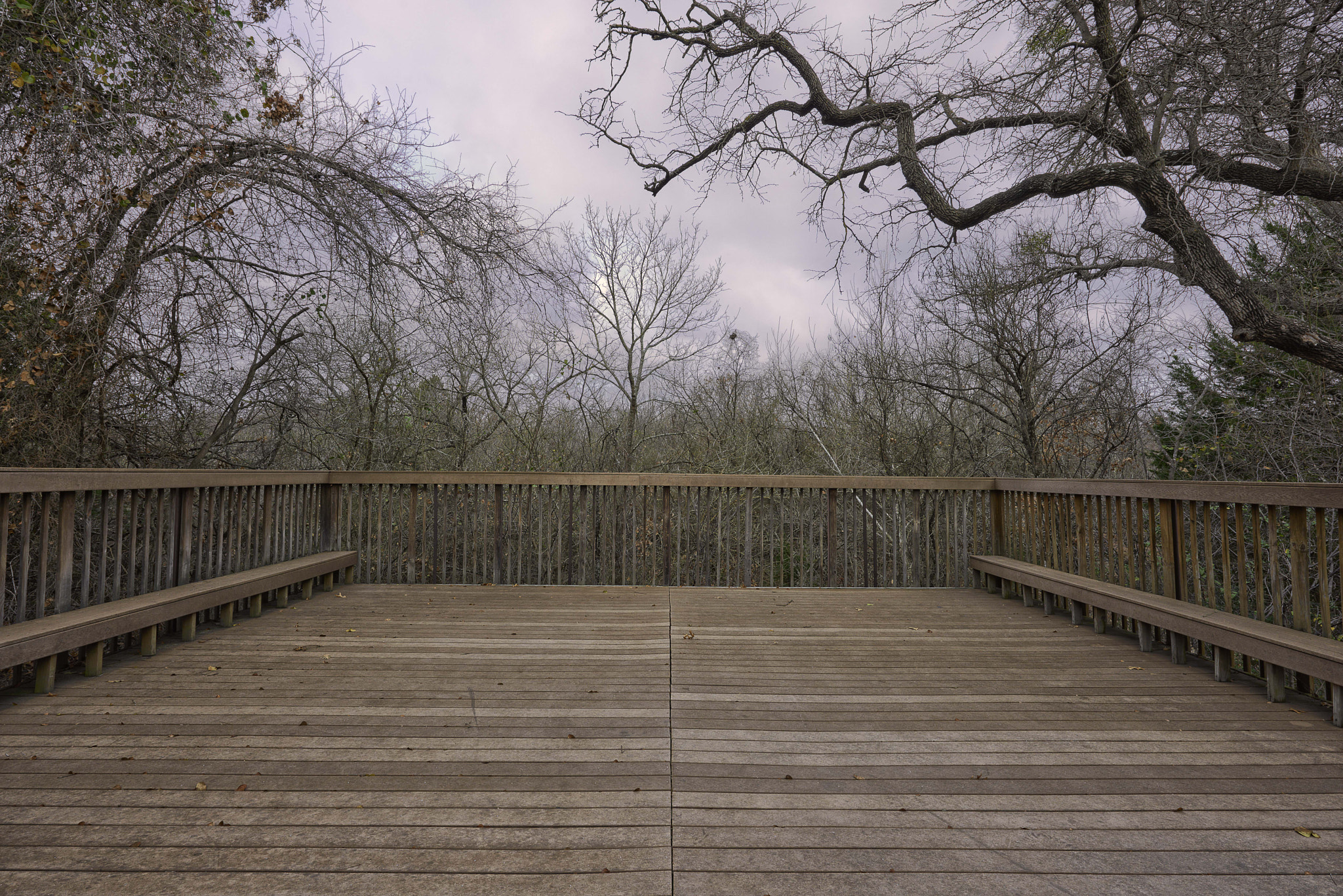 Nikon AF-S Nikkor 14-24mm F2.8G ED sample photo. Coppell nature reserve, fall jan 2017 photography