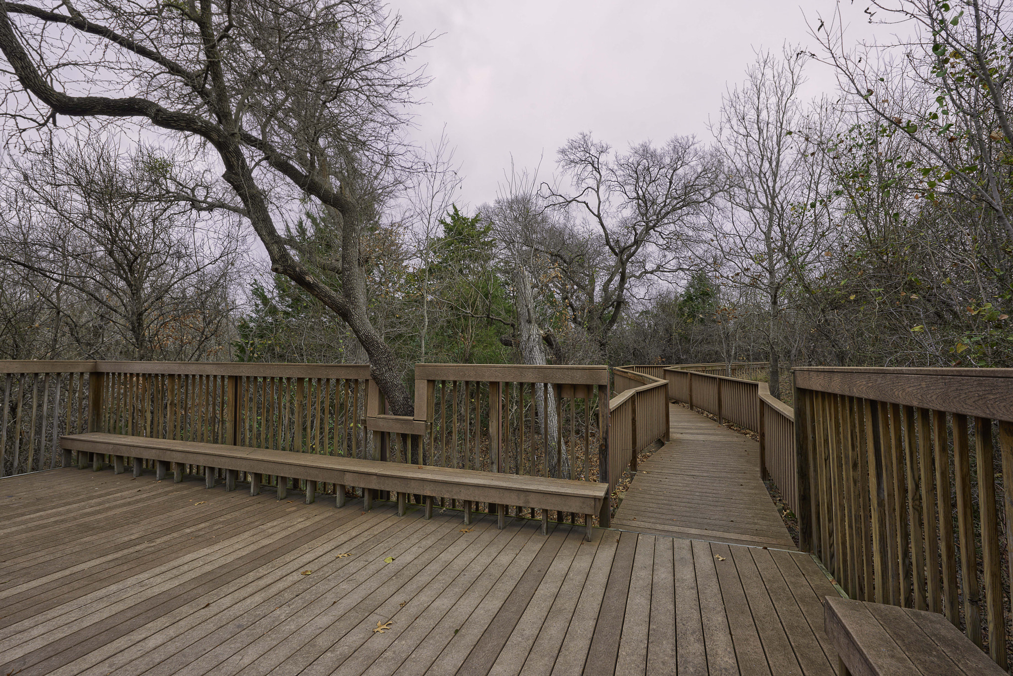 Nikon D800 sample photo. Coppell nature reserve, fall jan 2017 photography